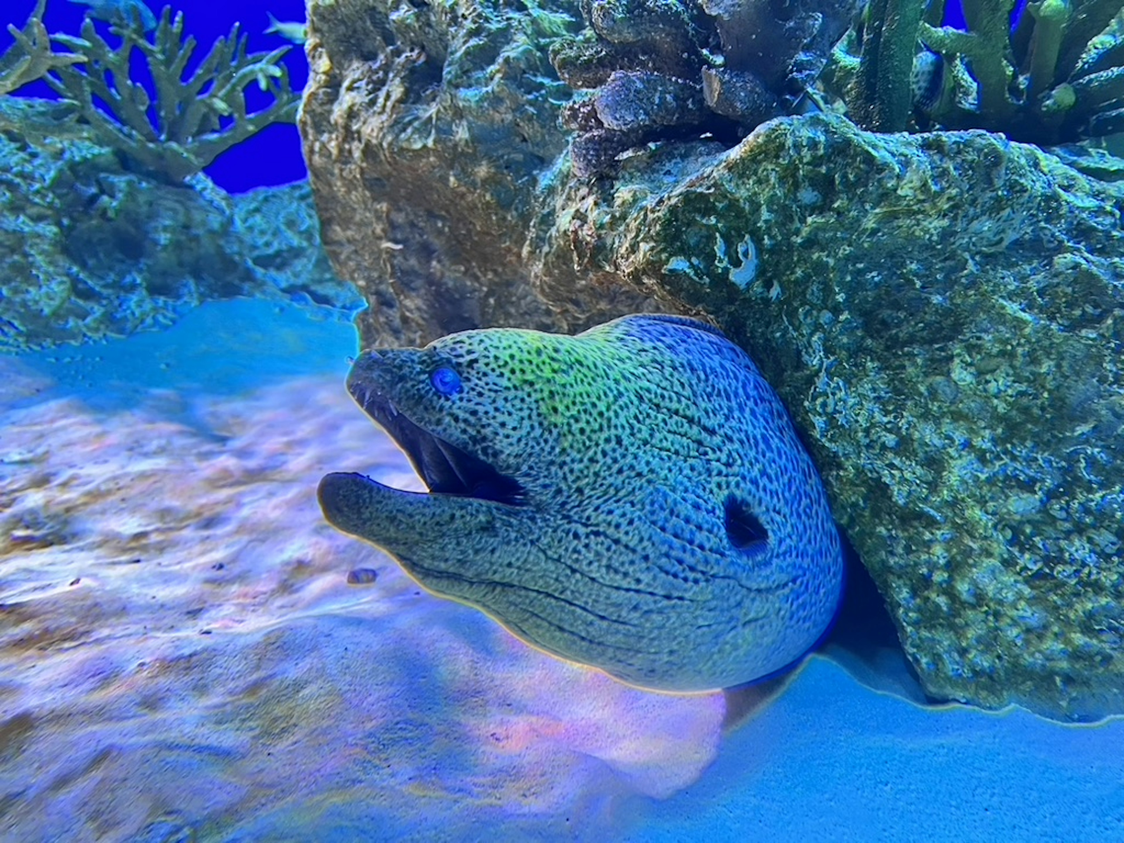 Bild einer Muräne, die hinter einem Stein im blauen Wasser hervorschaut