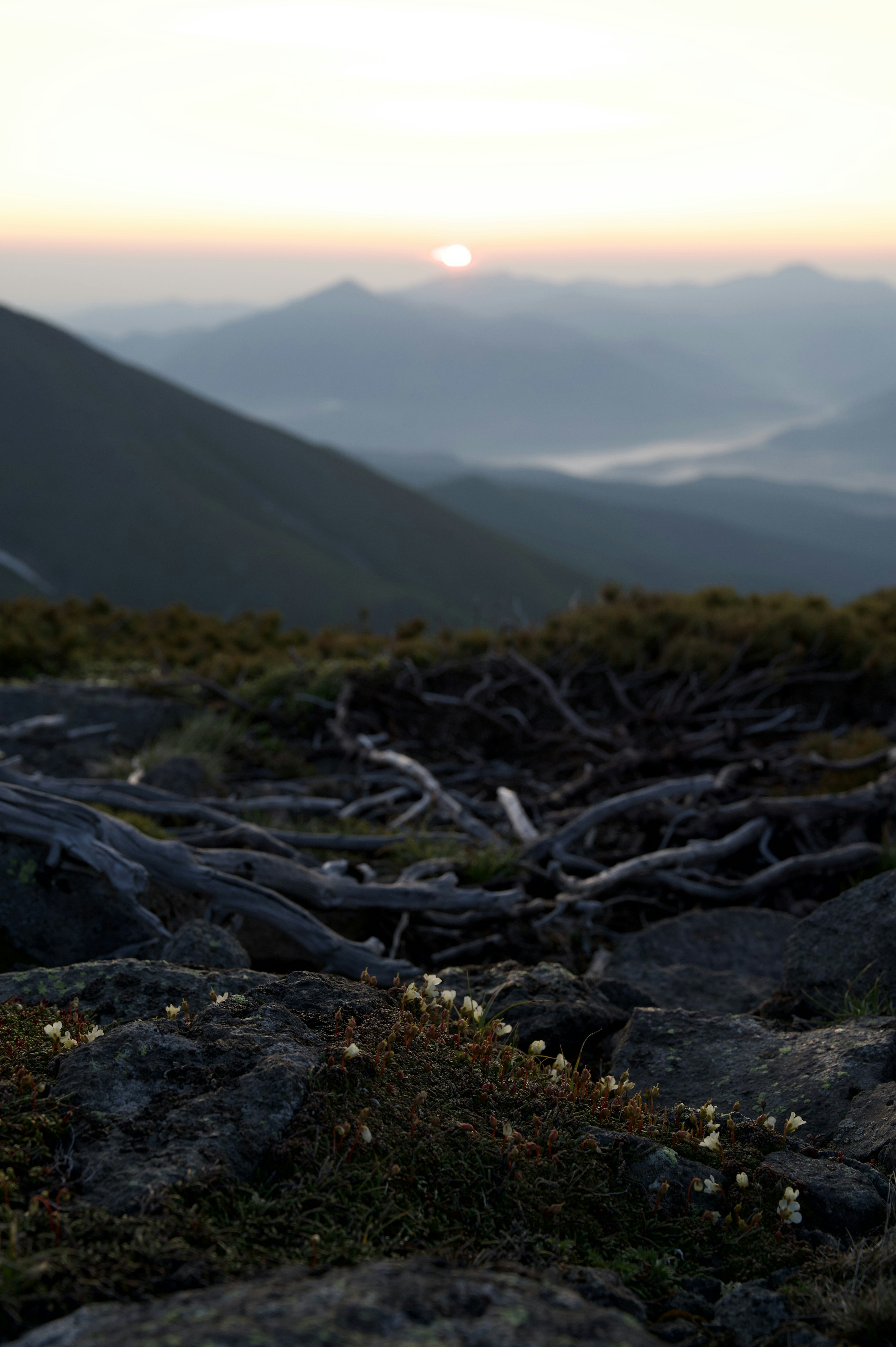 夕日が昇る山の風景 複雑な木の根と岩が見える