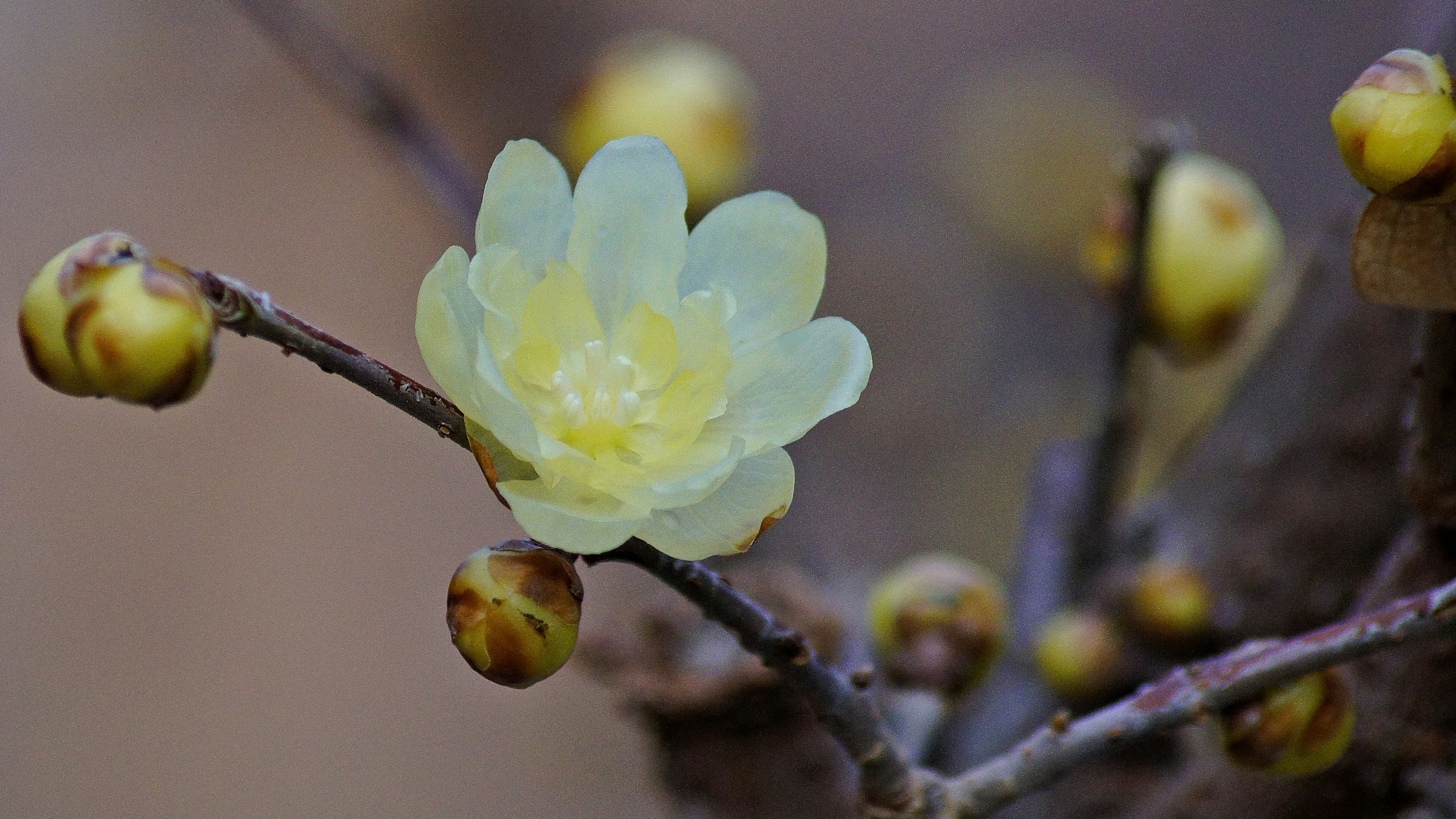 黄色い花とつぼみを持つ木の枝のクローズアップ