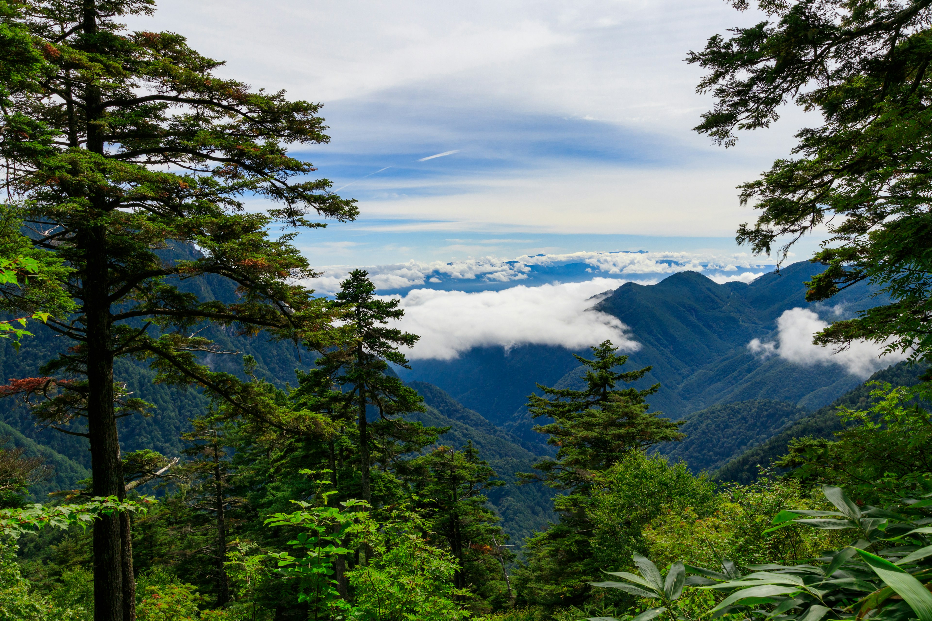 Paesaggio forestale lussureggiante con montagne maestose e un mare di nuvole sullo sfondo