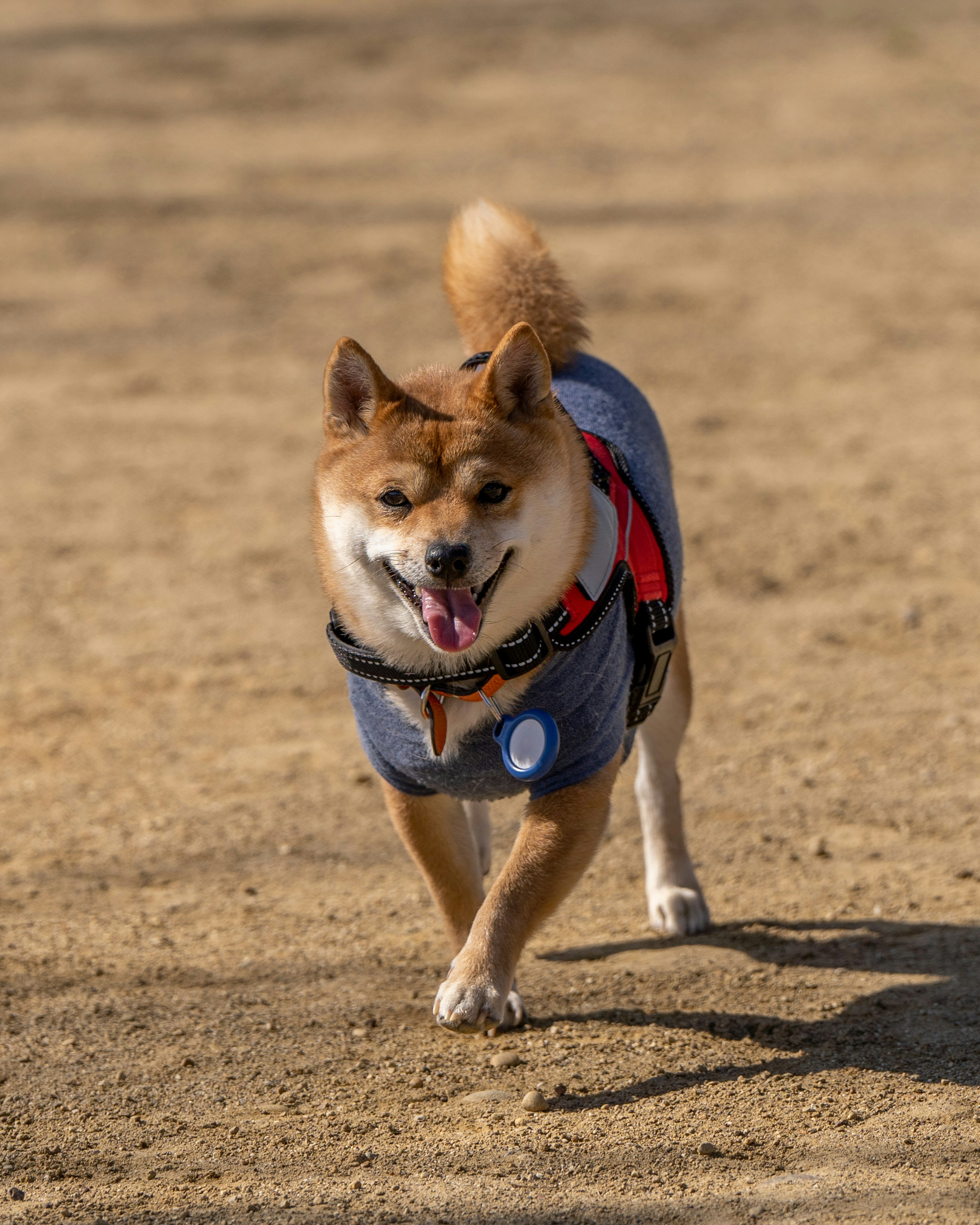 Brauner Hund in blauer Jacke, der fröhlich über den sandigen Boden läuft