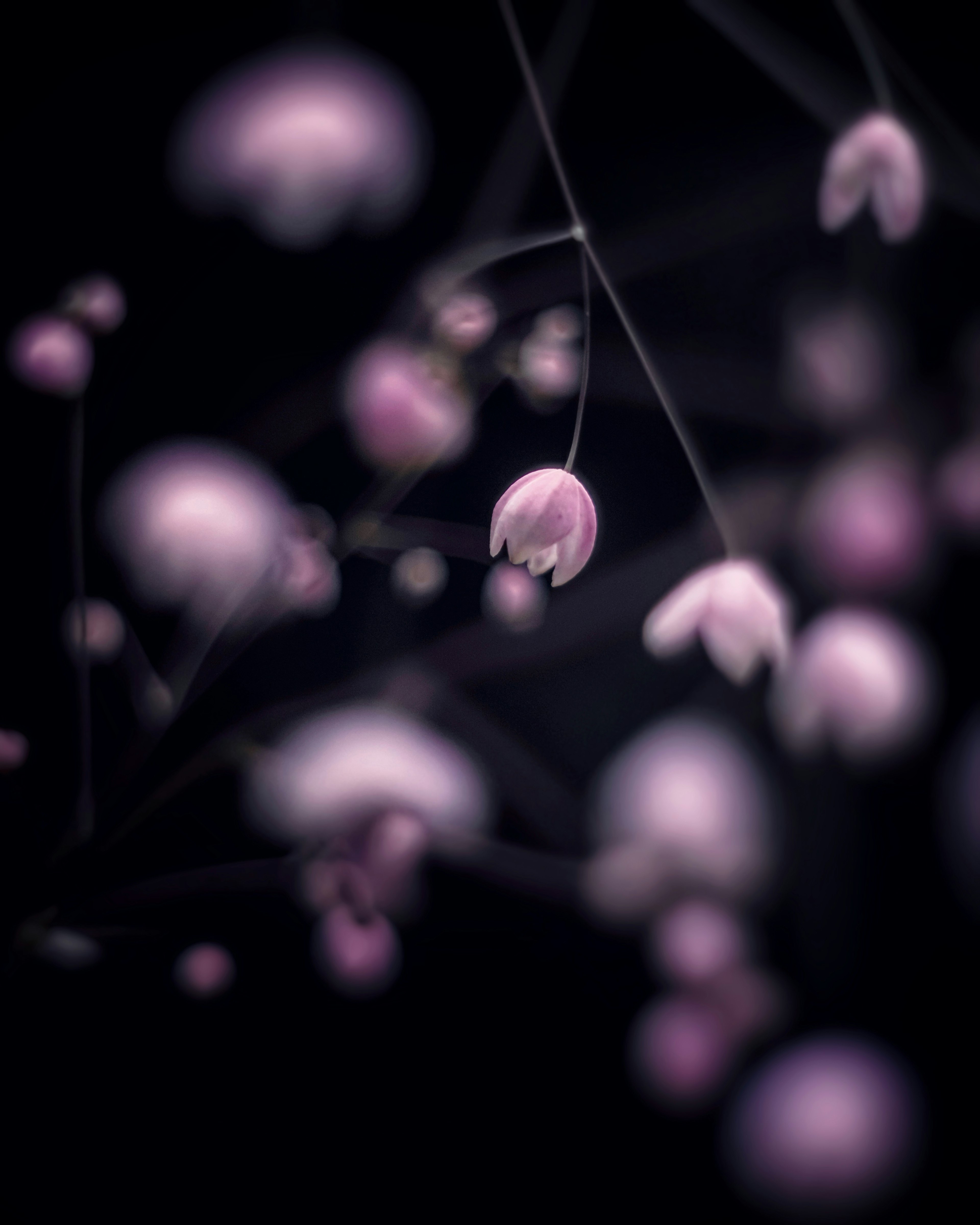 Buds de flores rosas delicadas sobre fondo oscuro