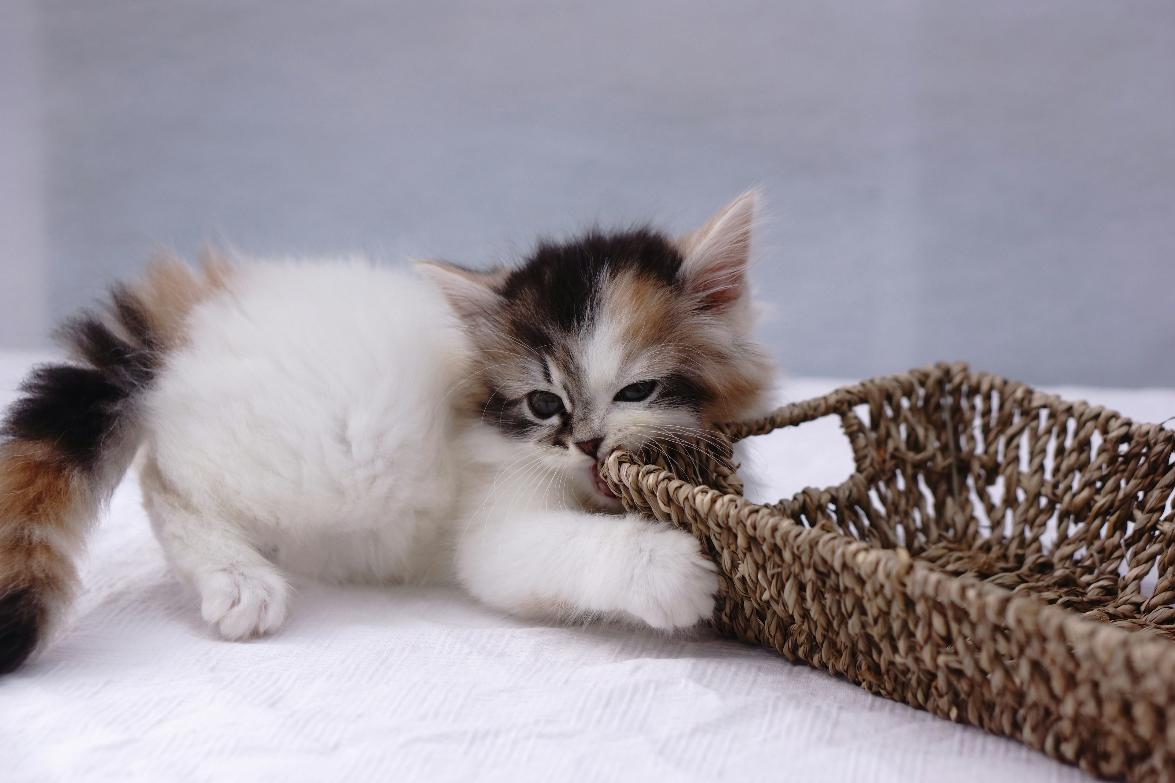 A cute kitten playfully biting a woven basket