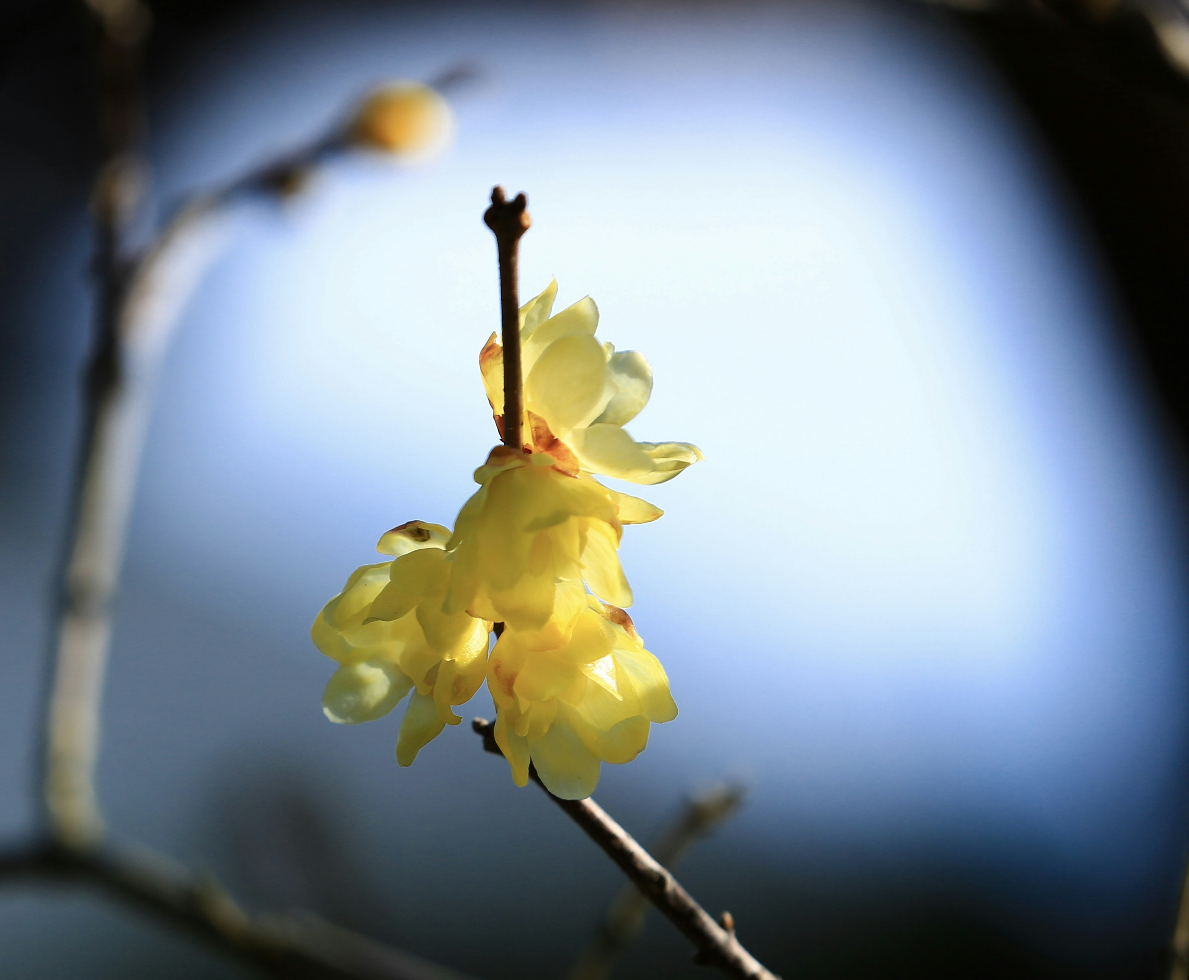 Eine schöne gelbe Blume blüht an einem Ast mit verschwommenem Hintergrund