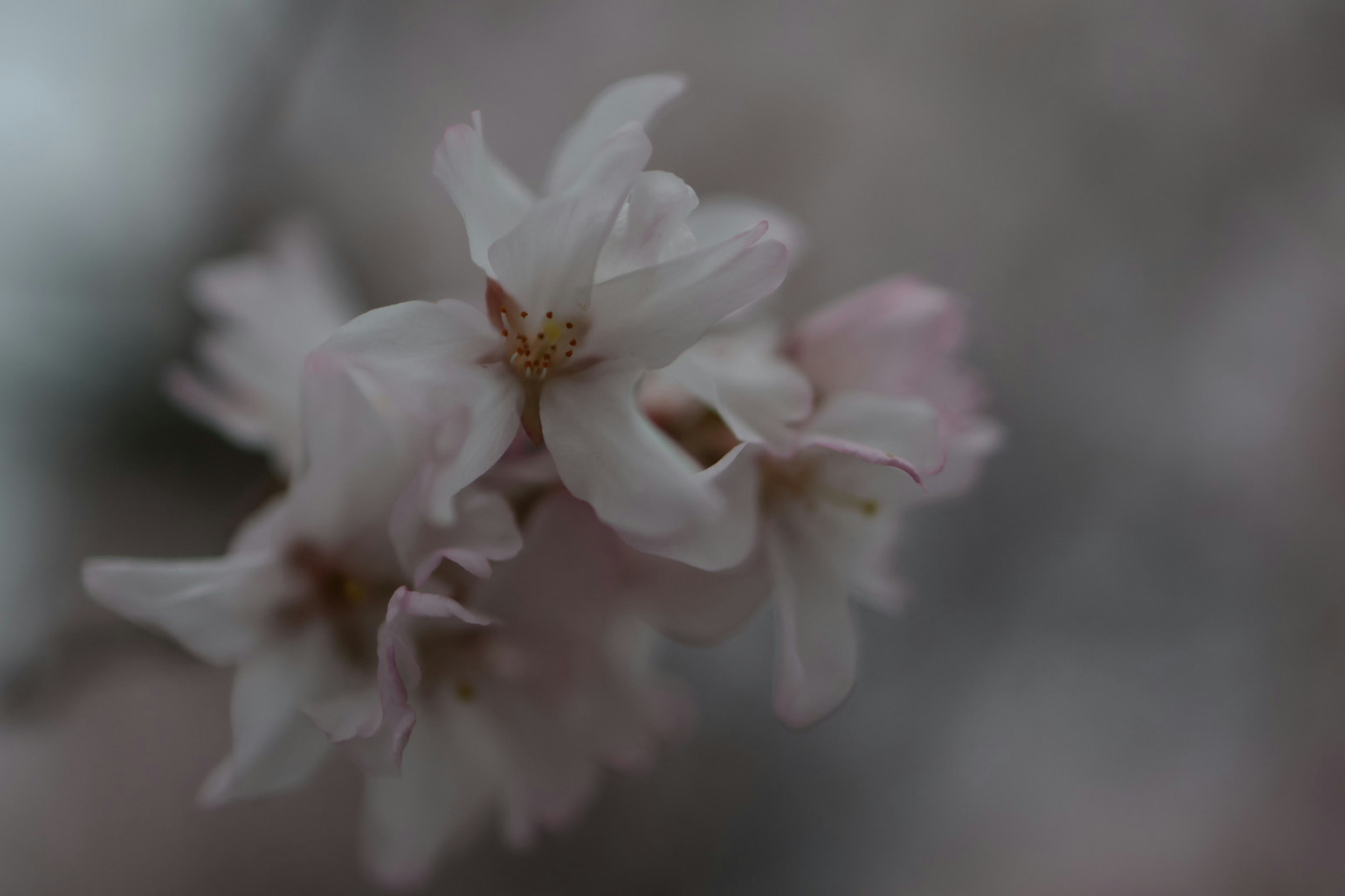 Nahaufnahme von Kirschblüten mit blassen rosa Blütenblättern