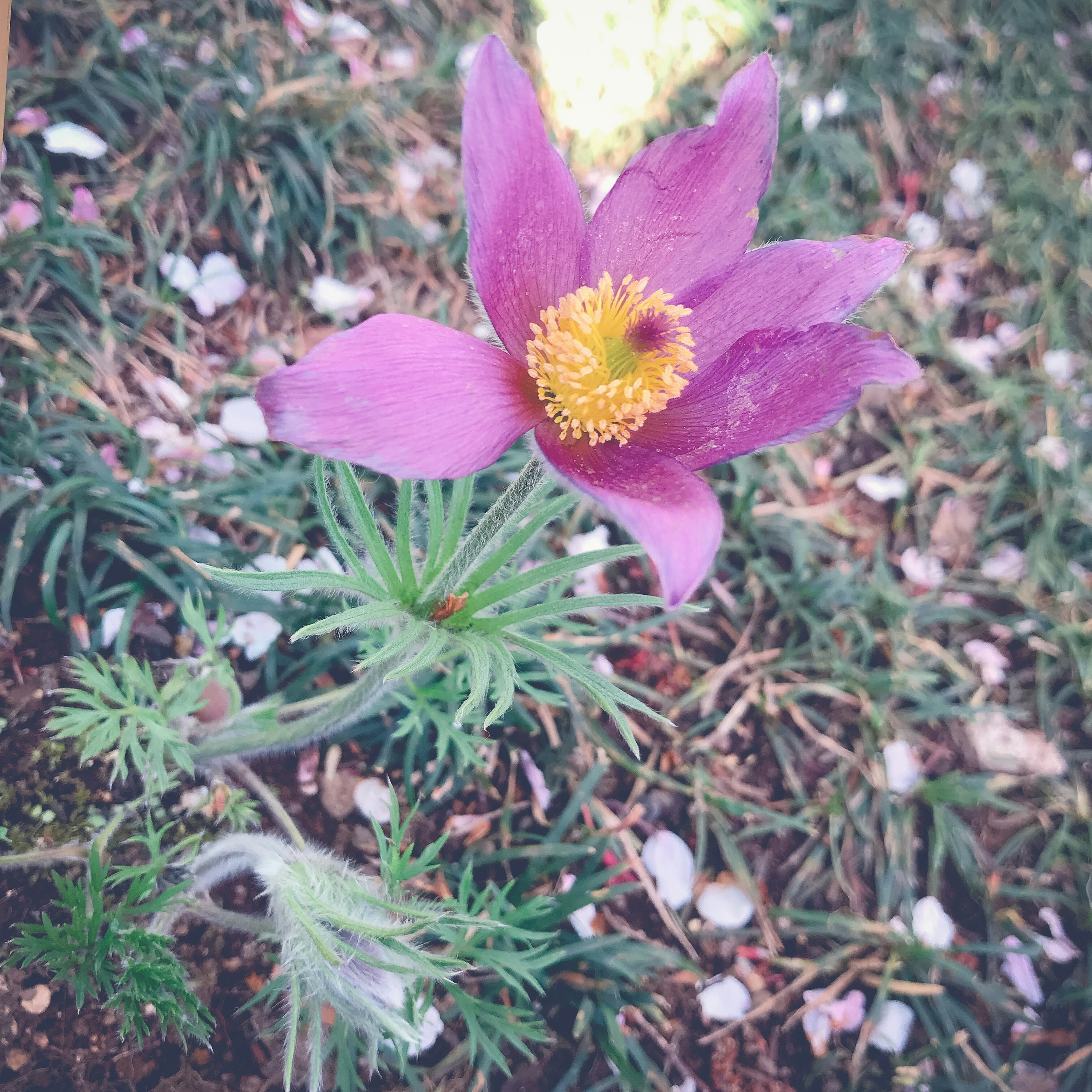 Un fiore viola con un centro giallo che sboccia sul terreno