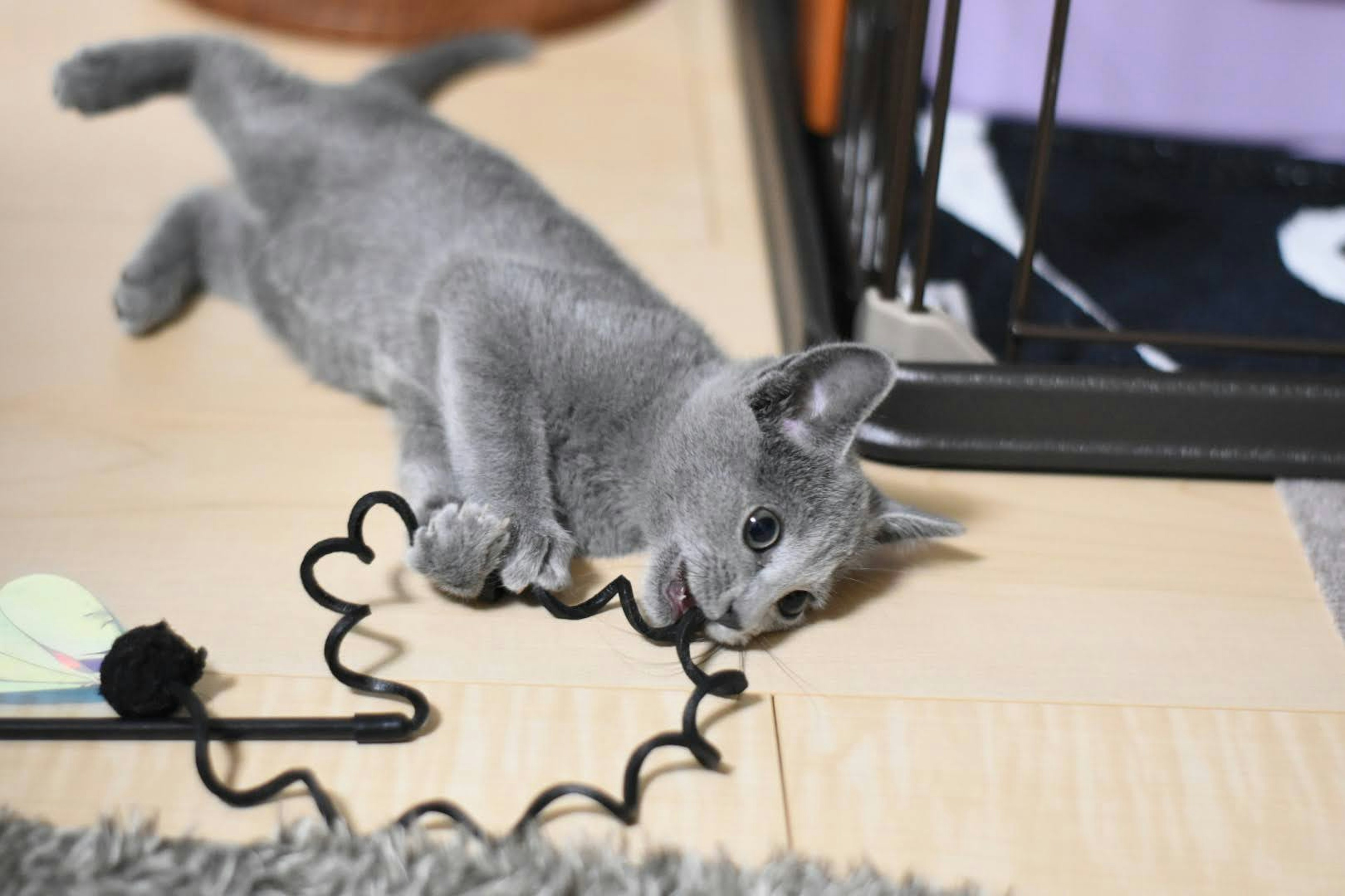 Kucing abu-abu bermain dengan tali mainan hitam di lantai