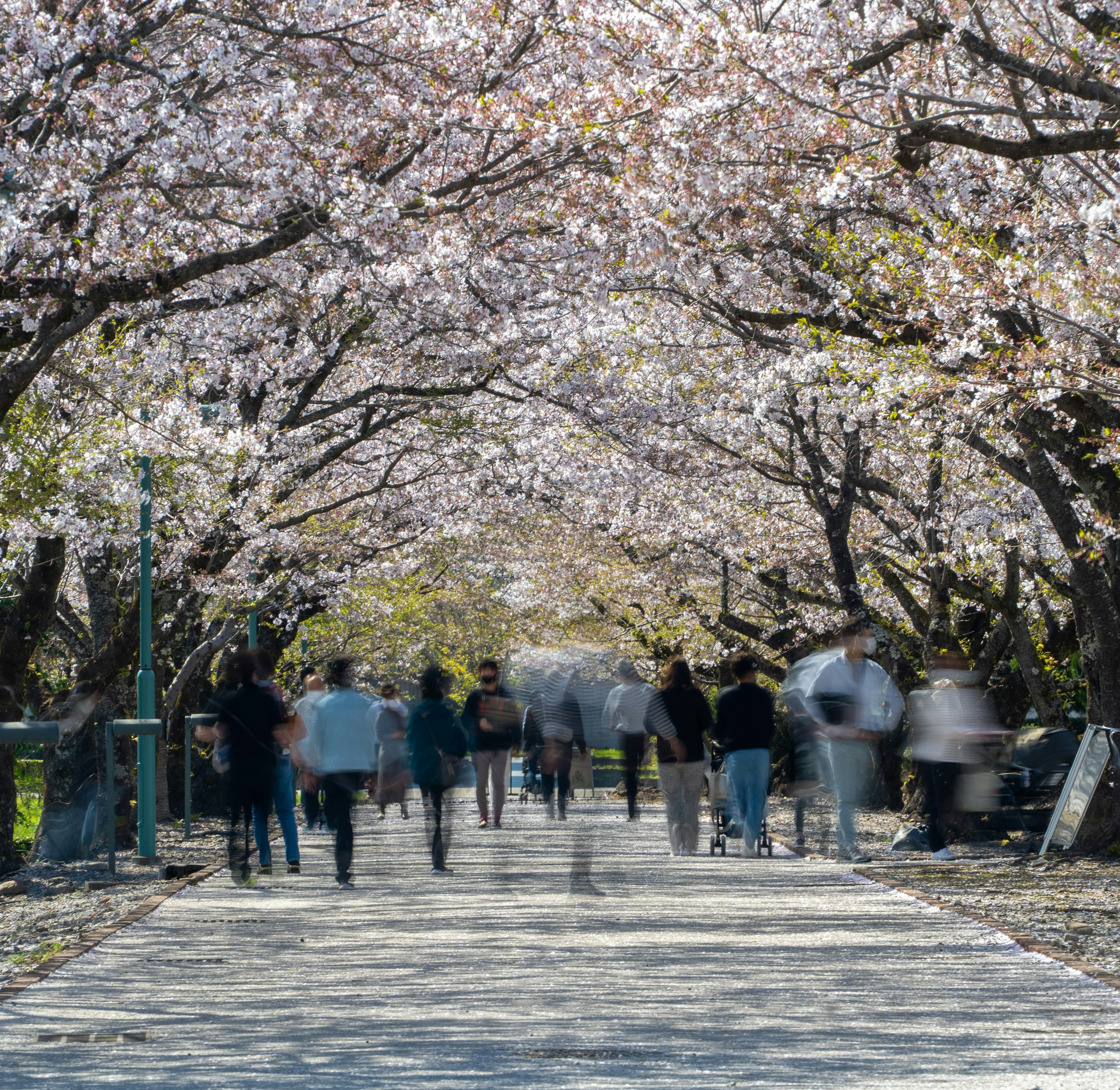 Figuras borrosas de personas caminando bajo cerezos en flor