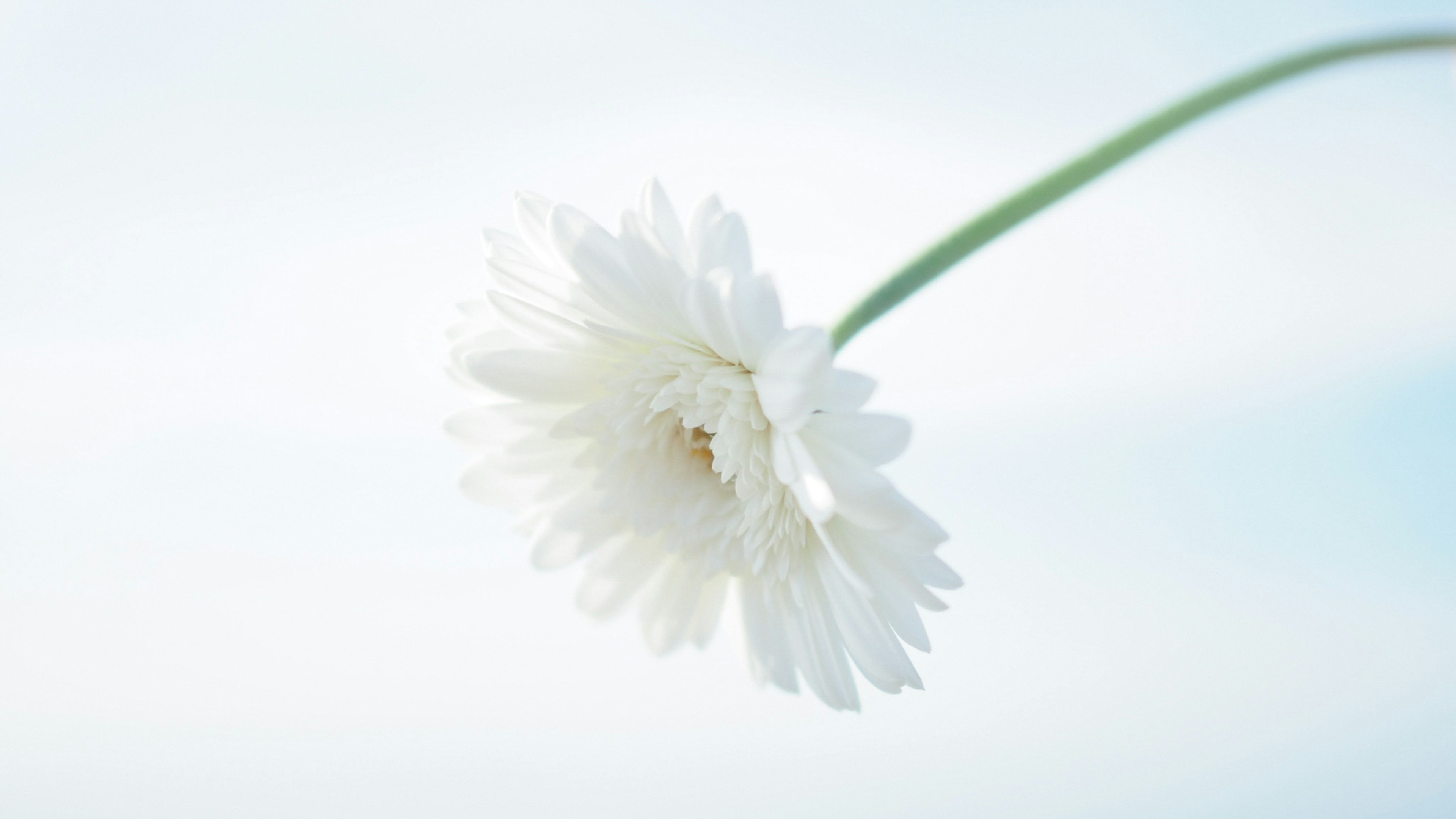 A white flower against a light blue sky background