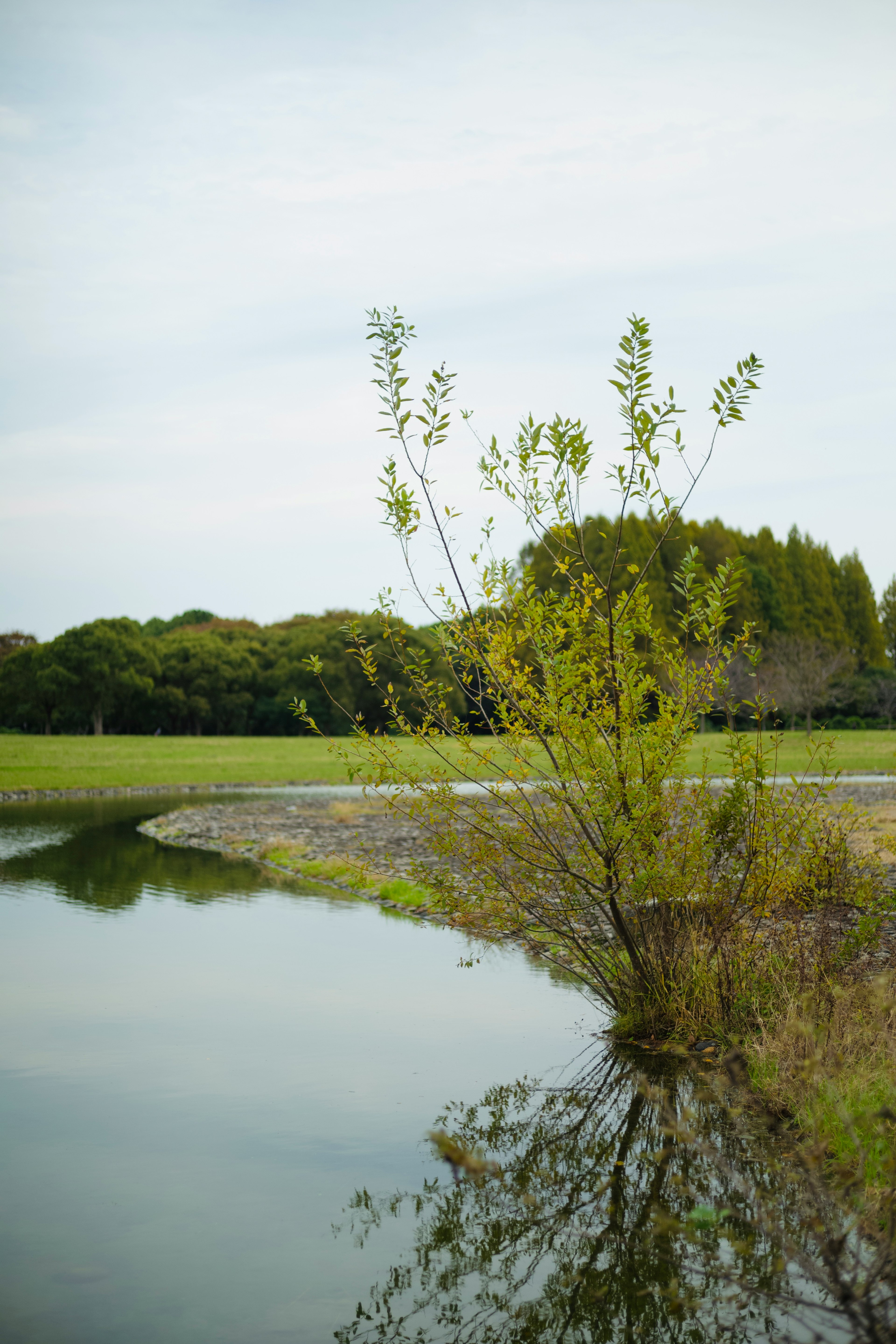 Tranquil landscape with green trees and grass reflected in calm water