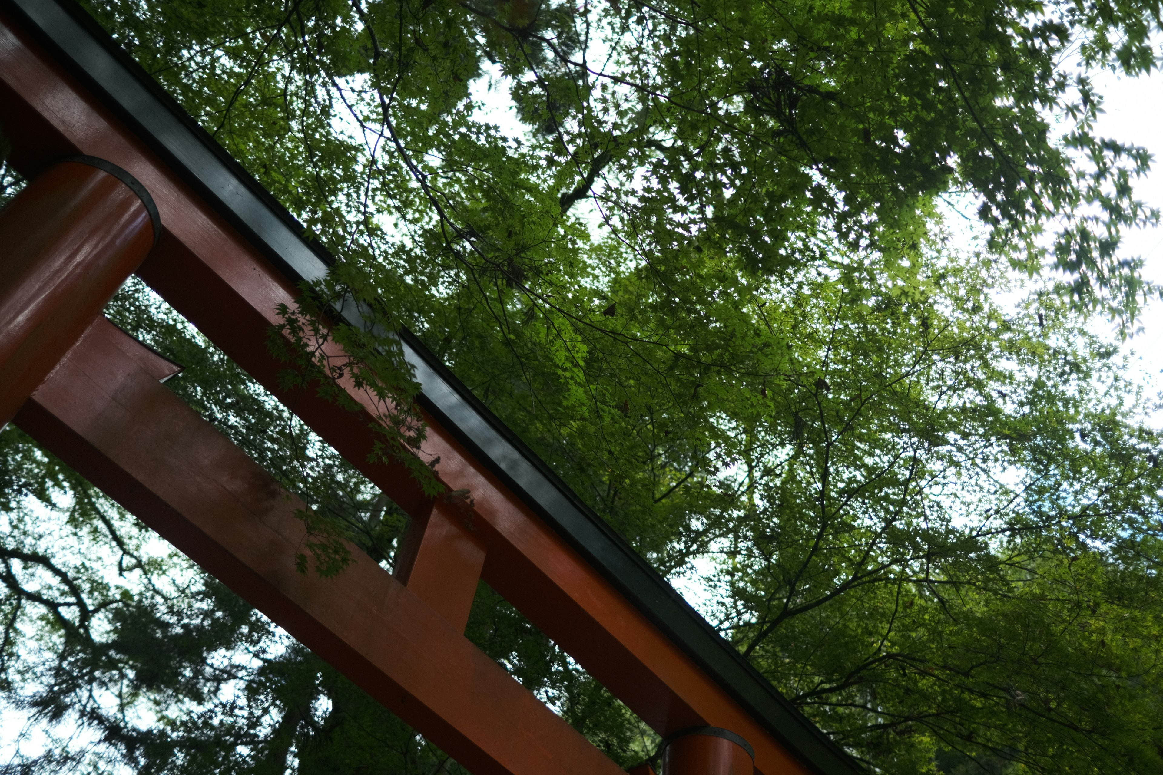 Partie d'un torii rouge visible parmi des arbres verts