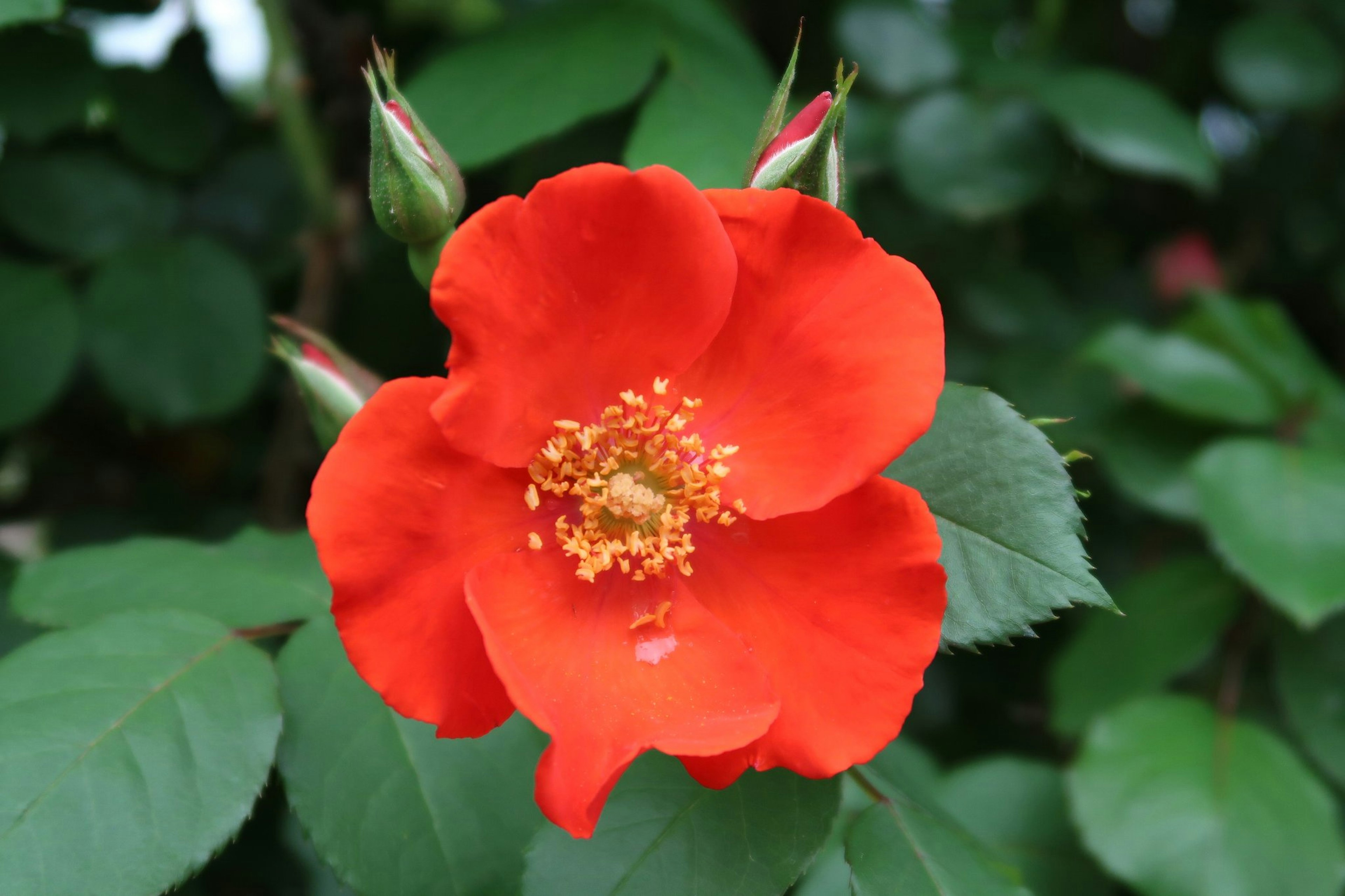 Bunga mawar merah cerah dengan daun hijau