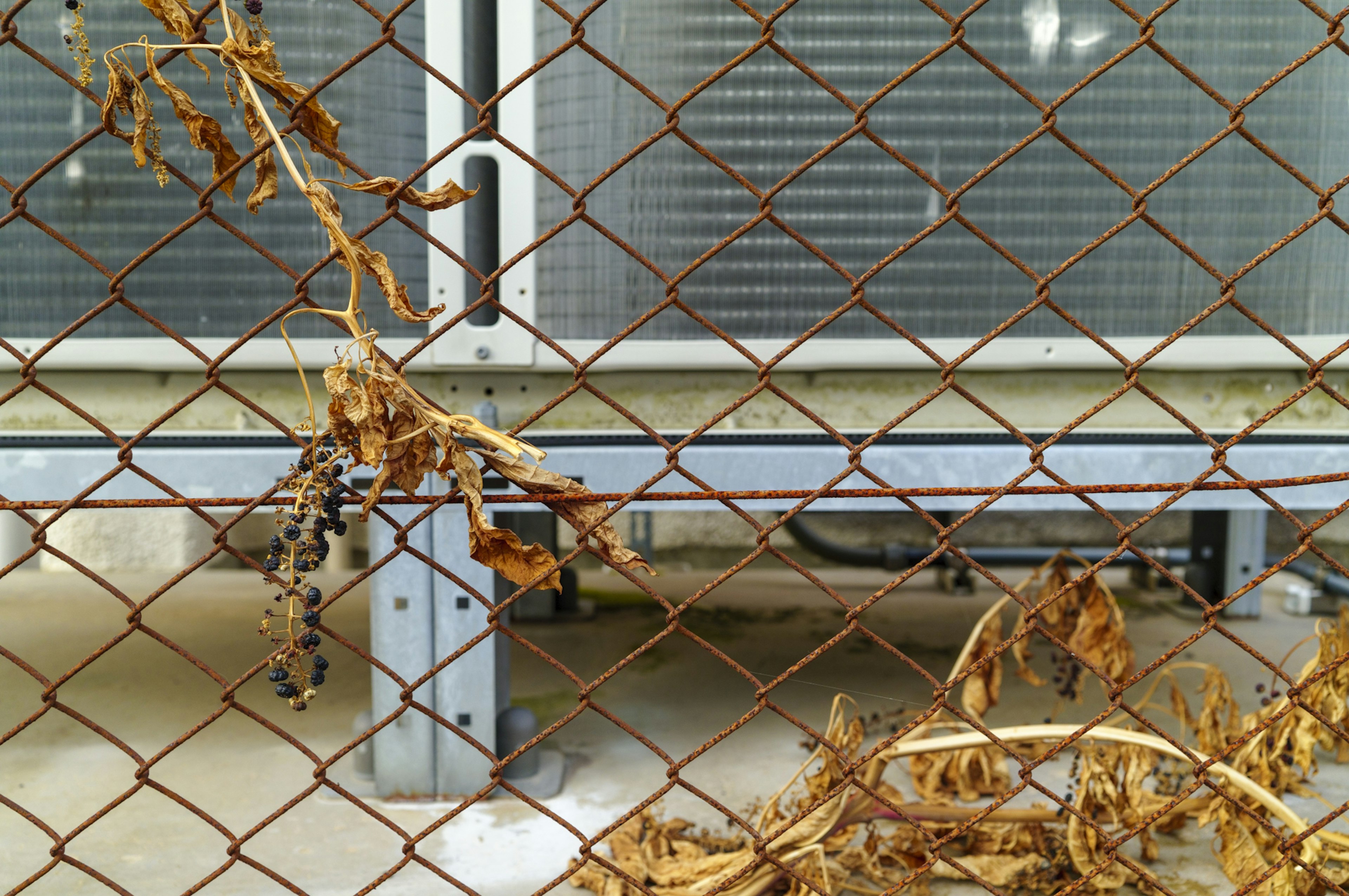 Dry plants and metal structure visible through a rusty fence