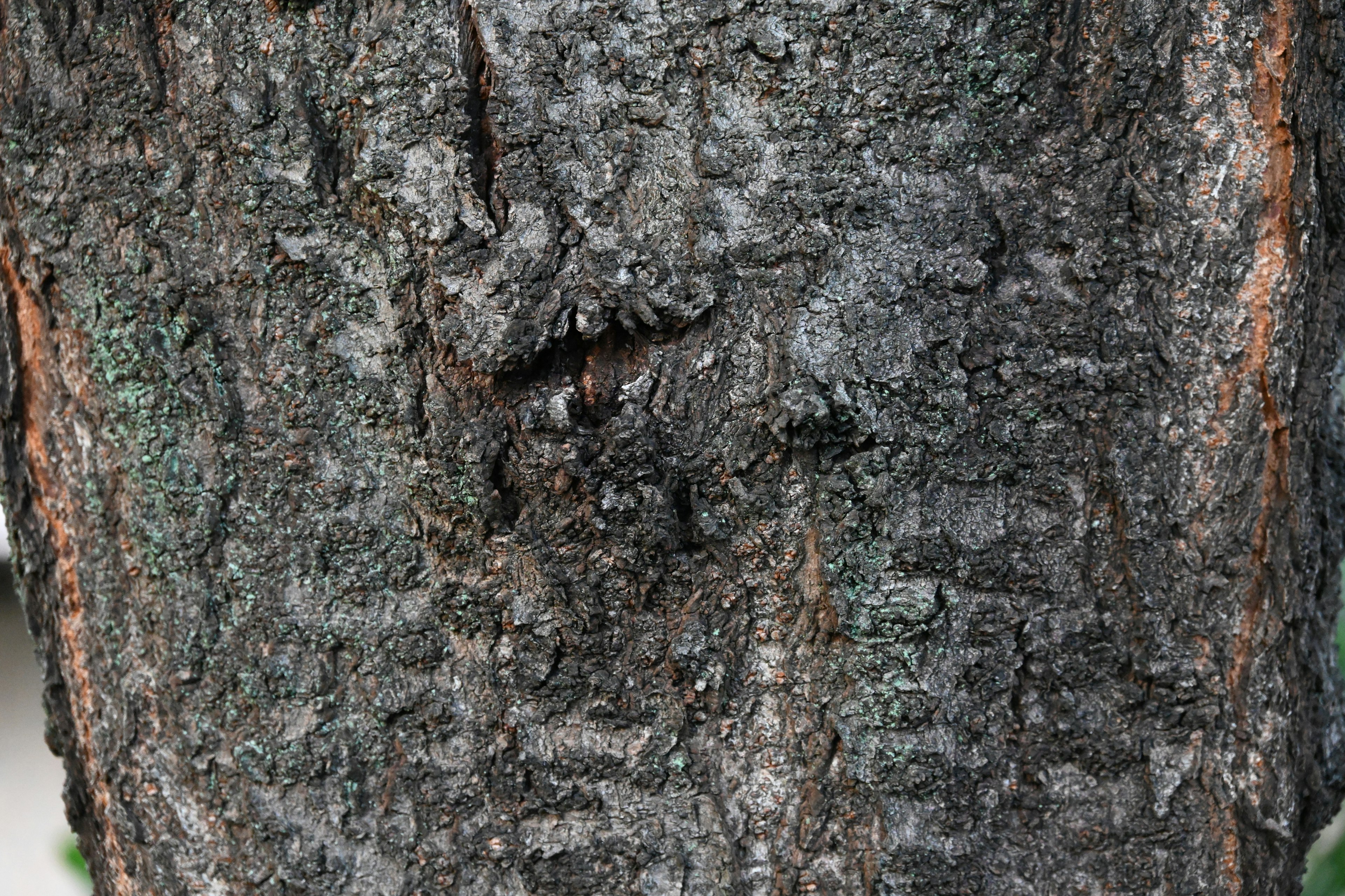 Detailed texture of tree bark with light color tones