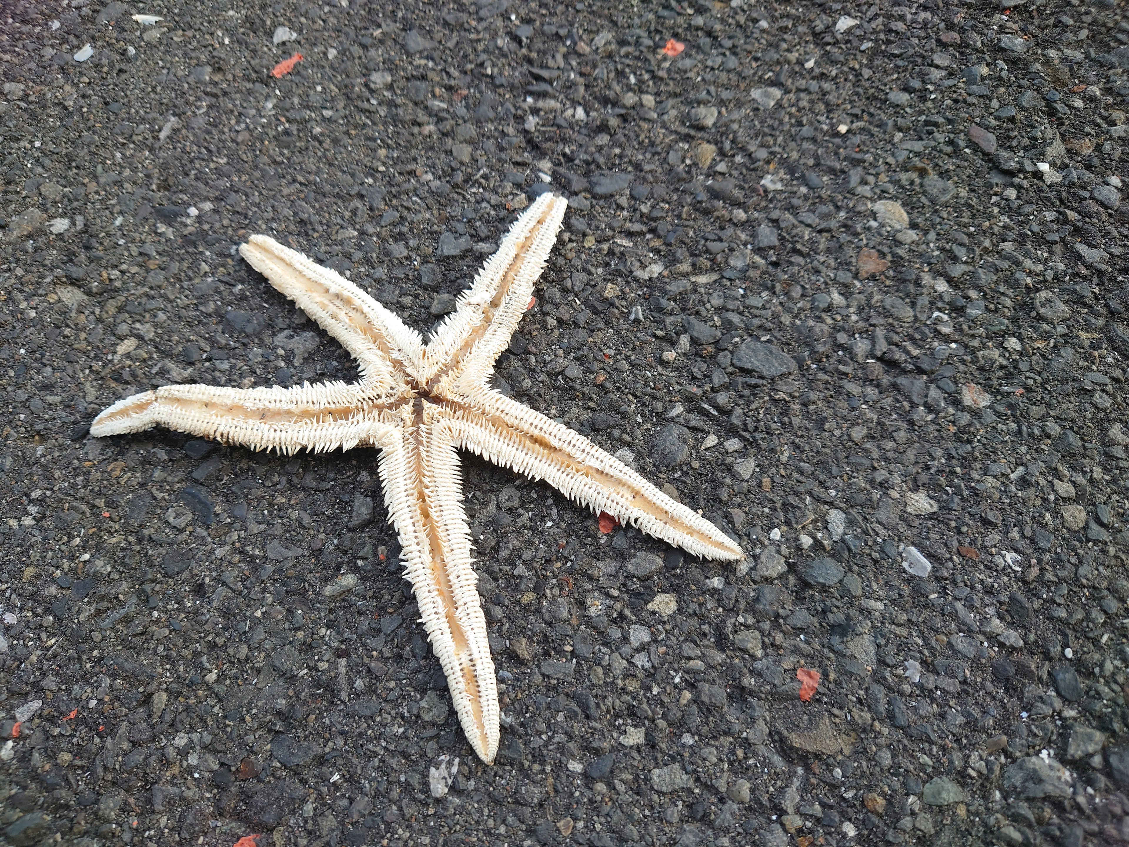 Étoile de mer sur une surface en asphalte