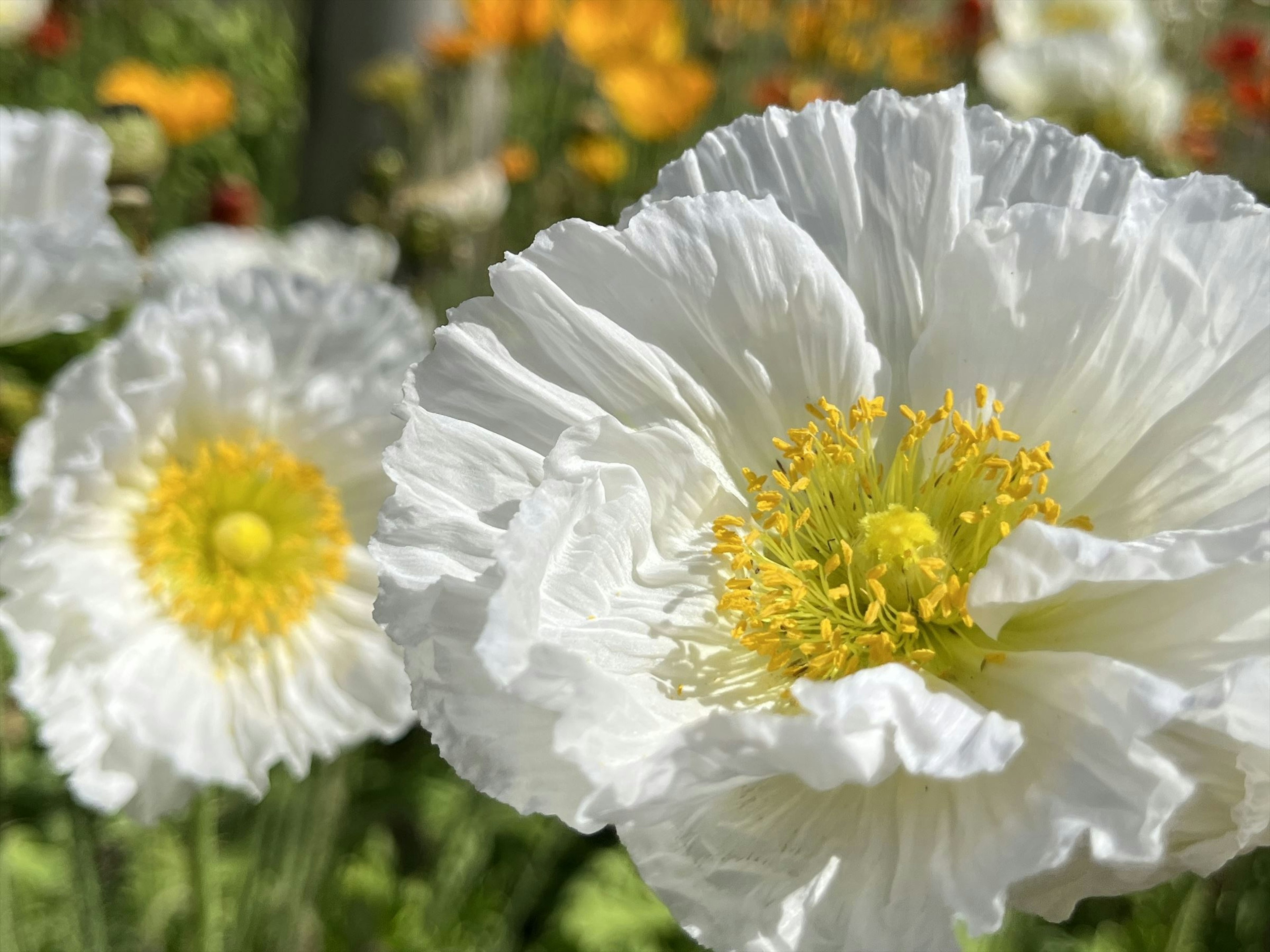 Close-up of white poppy flowers with yellow centers in a vibrant garden