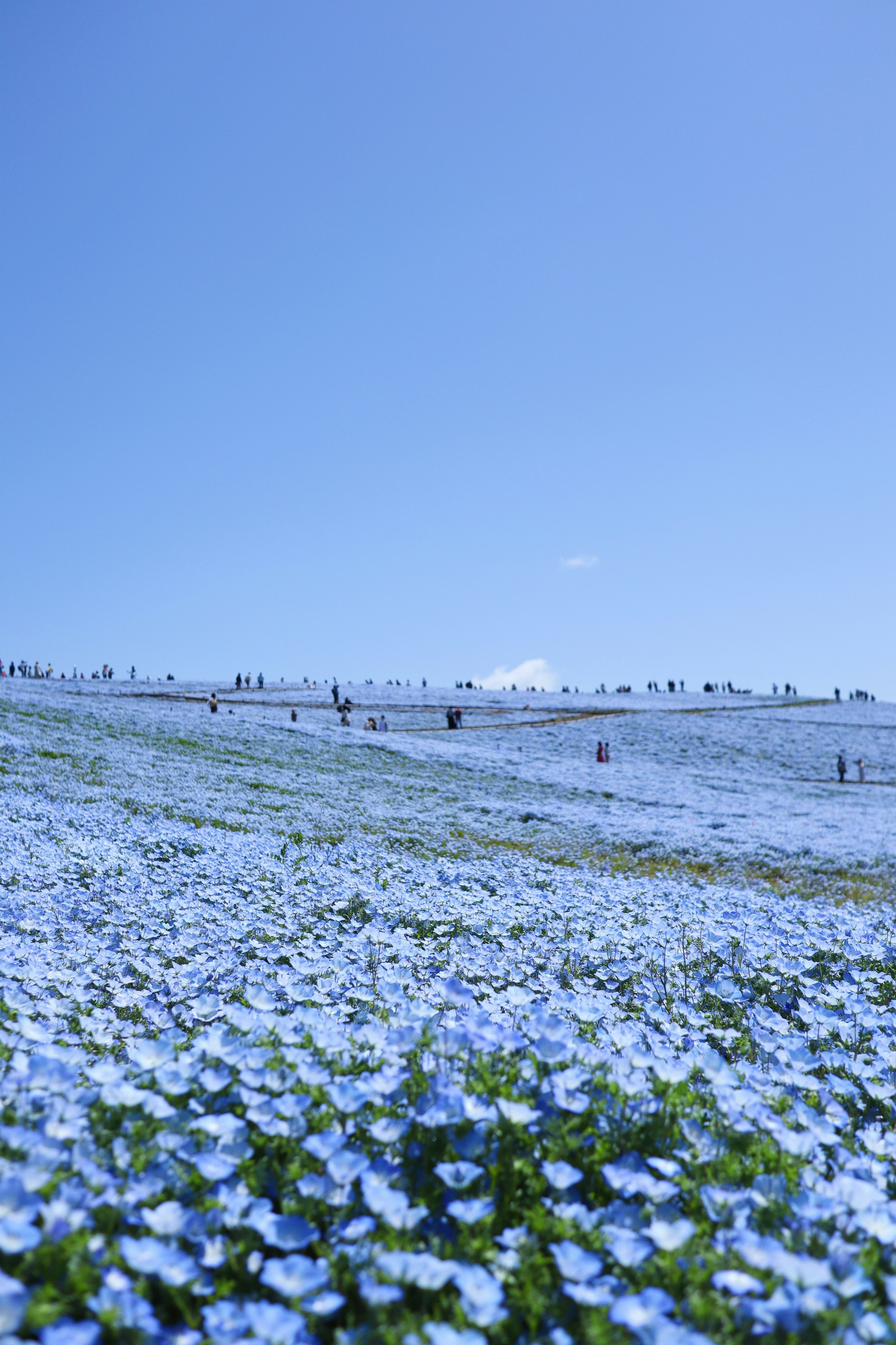 Campo de flores azules bajo un cielo azul claro