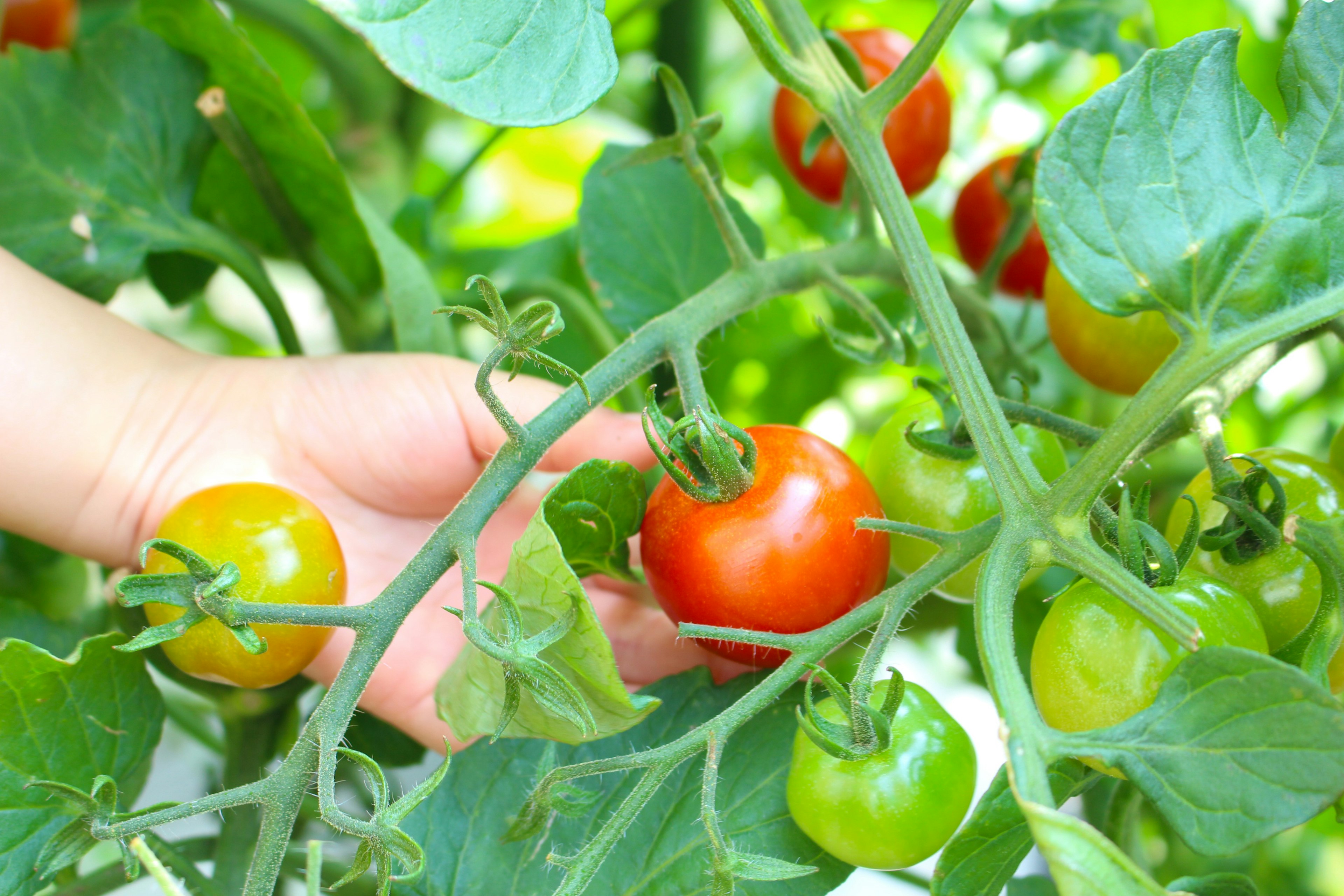 A hand reaching for a ripe red tomato among green tomatoes on a vine