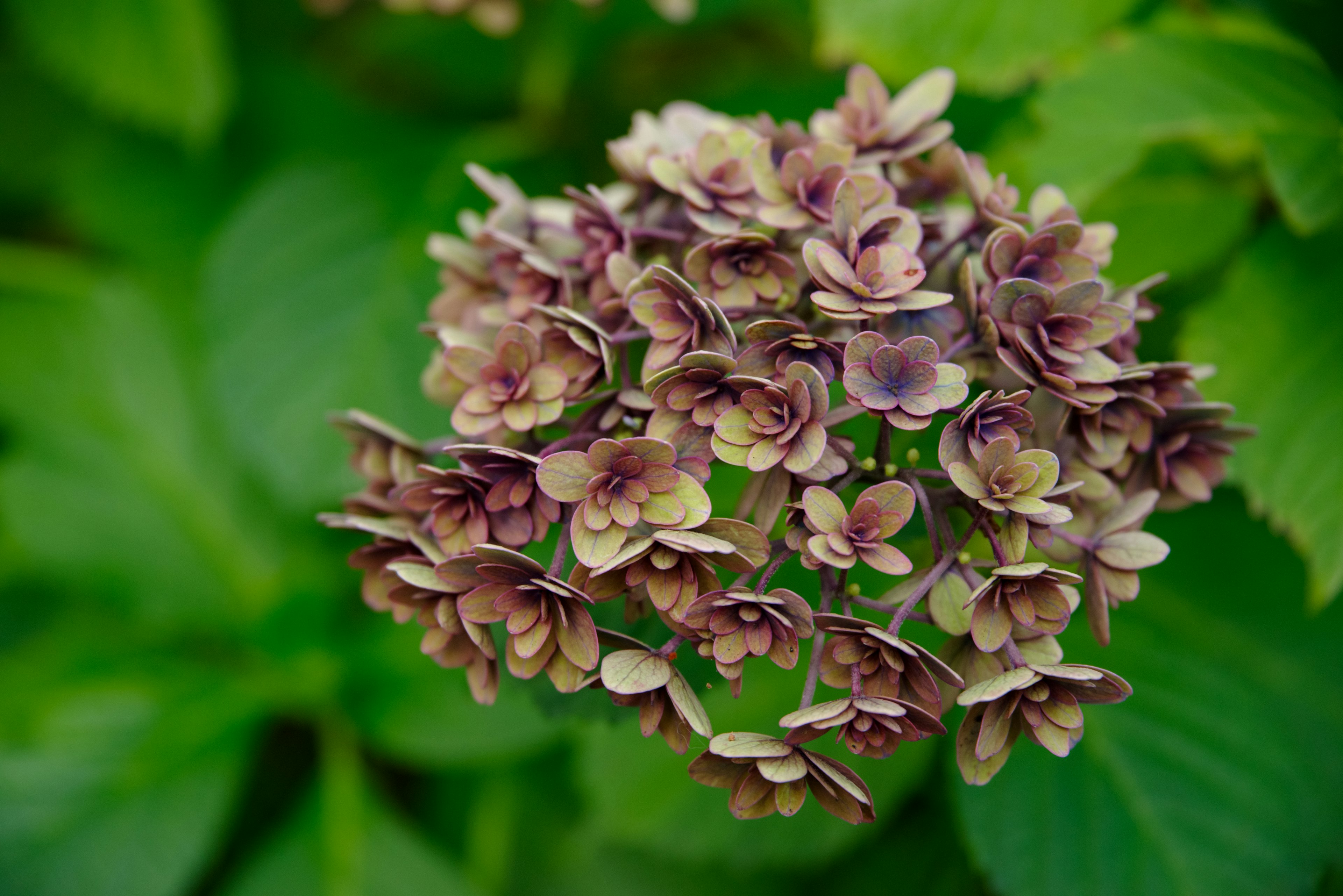 Cluster of purple-tinged flowers surrounded by green leaves