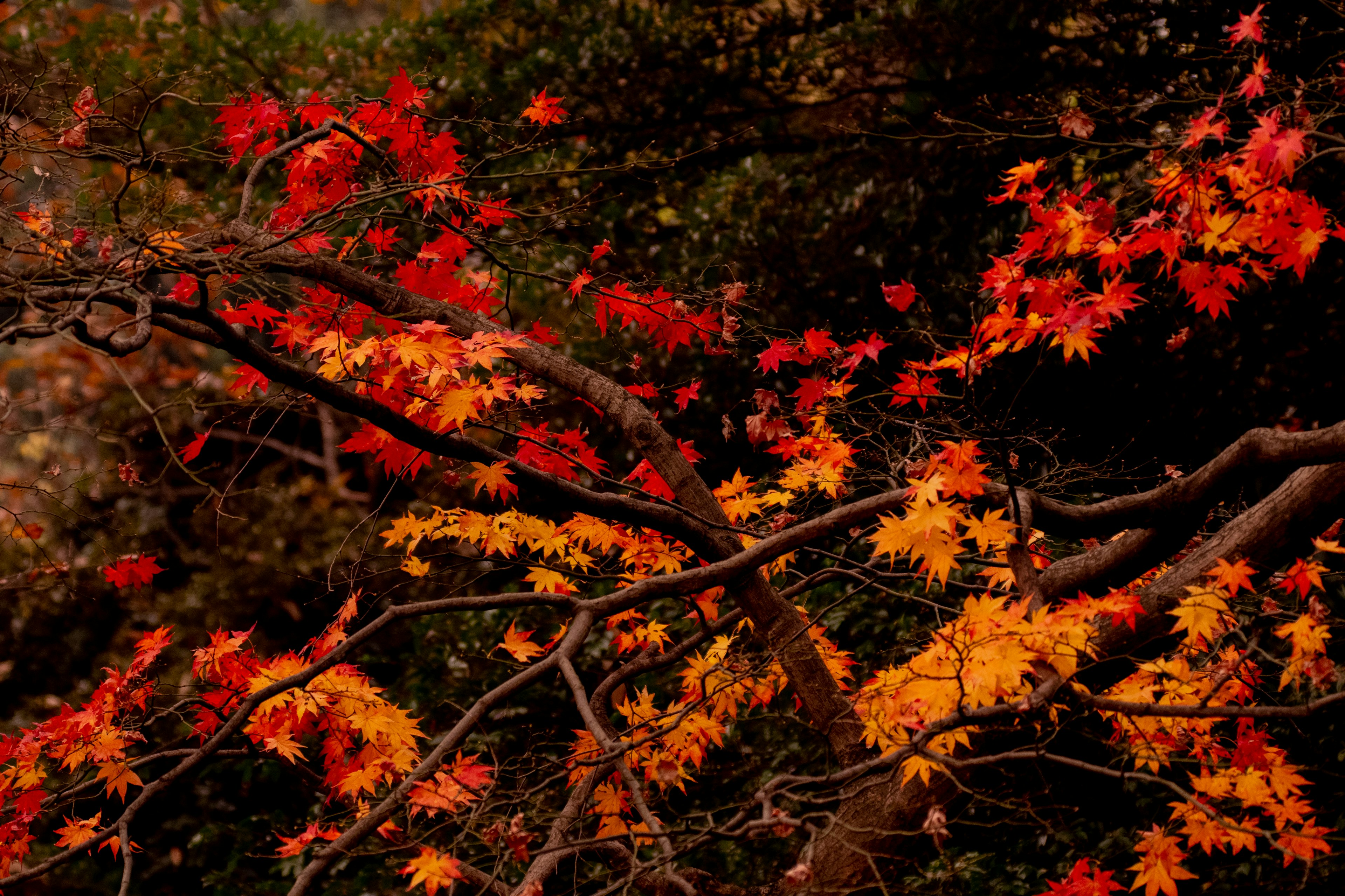 Zweige geschmückt mit lebhaften herbstlichen Blättern in Rot und Orange