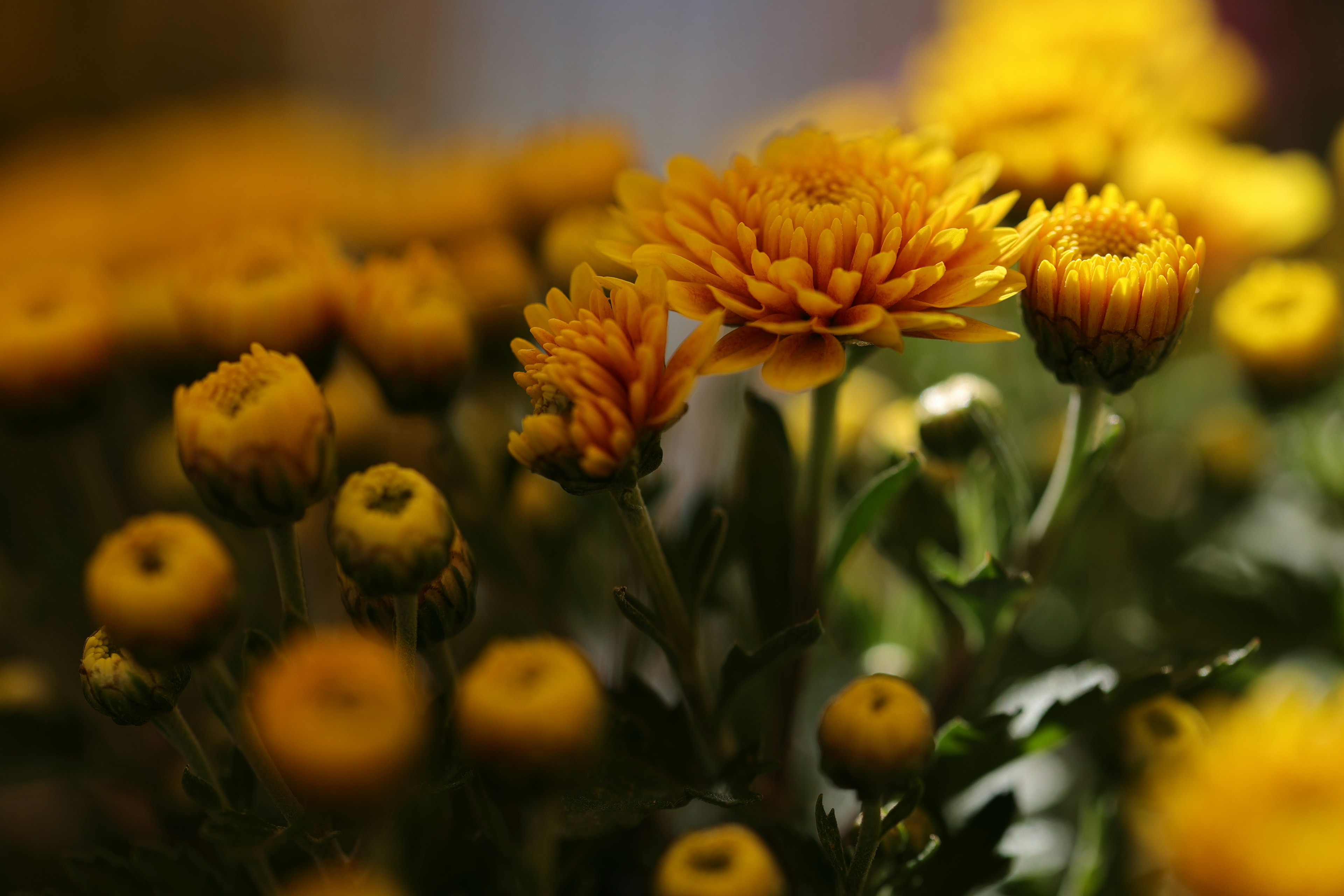 鮮やかな黄色の花々が咲いている写真で、特に中心に大きな花が目立つ