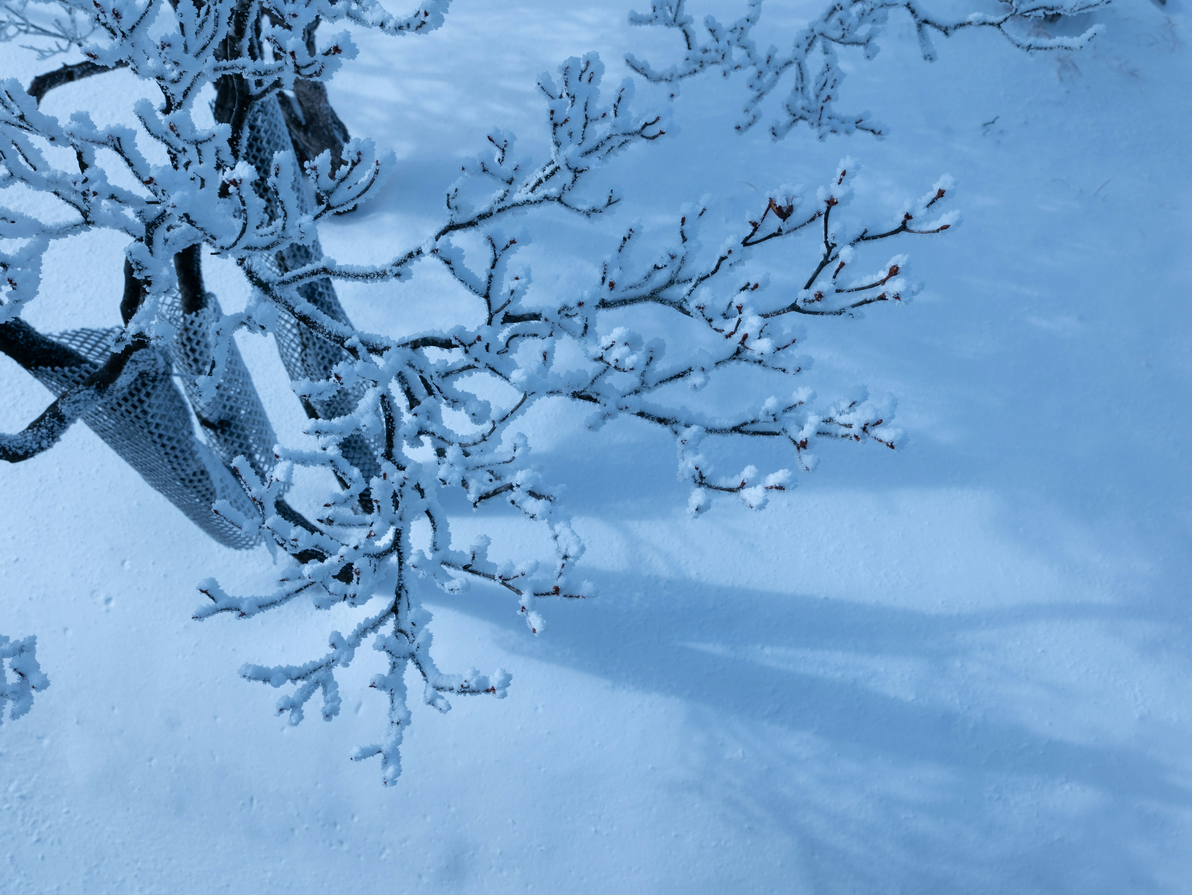 Snow-covered tree branches against a blue background