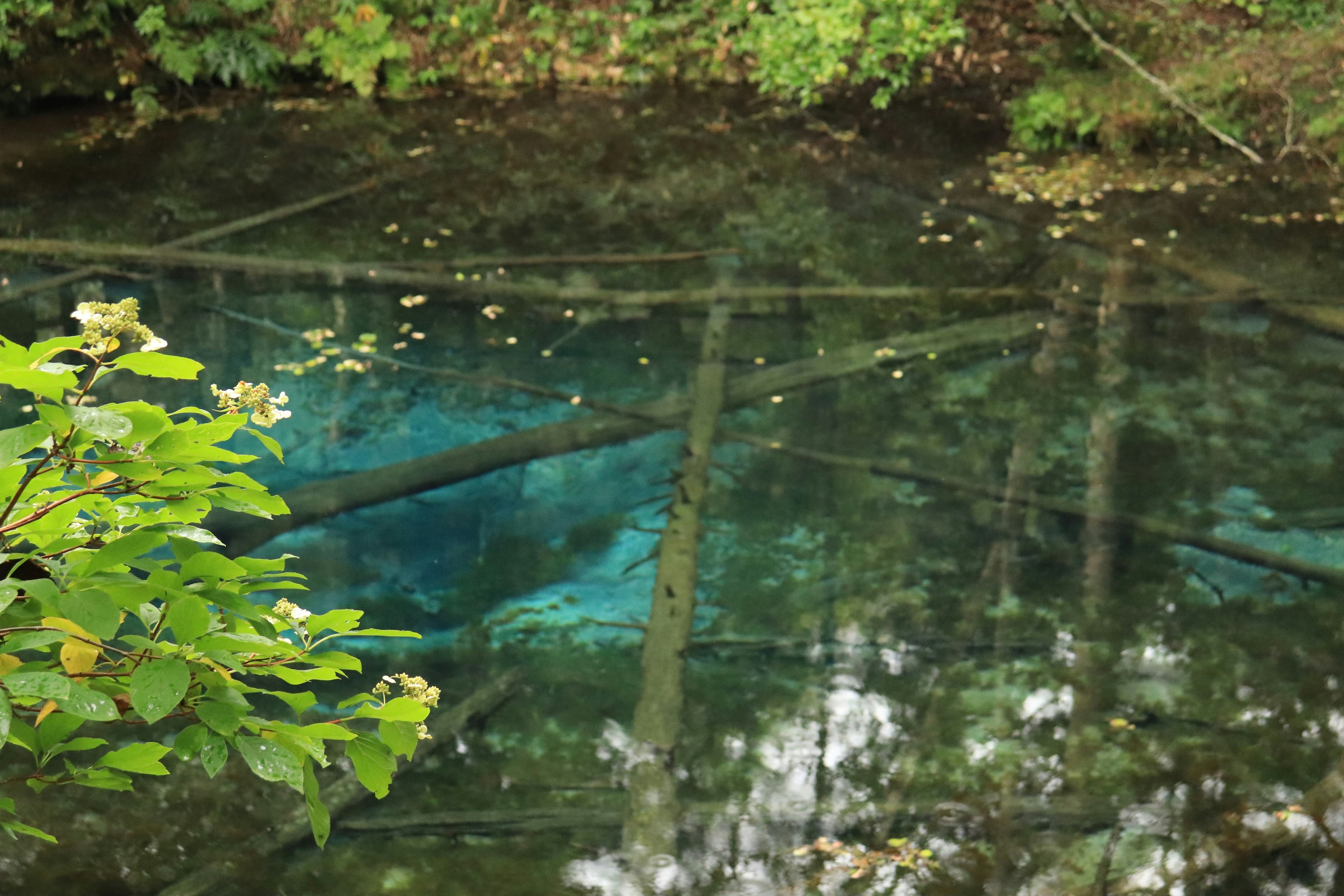 Un estanque sereno con reflejos azules rodeado de árboles verdes exuberantes que muestran la belleza natural