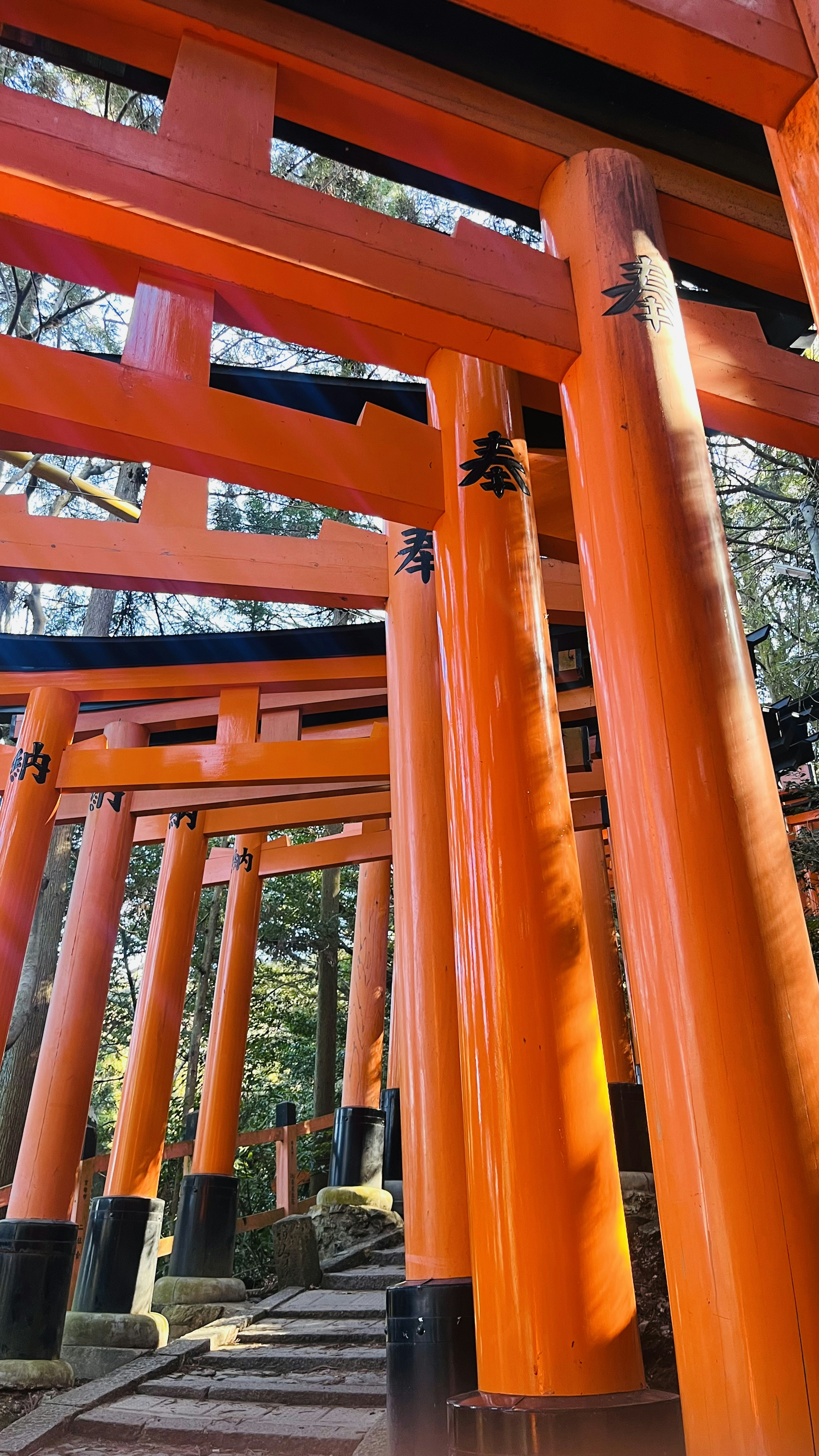 鮮やかなオレンジ色の鳥居が並ぶ風景