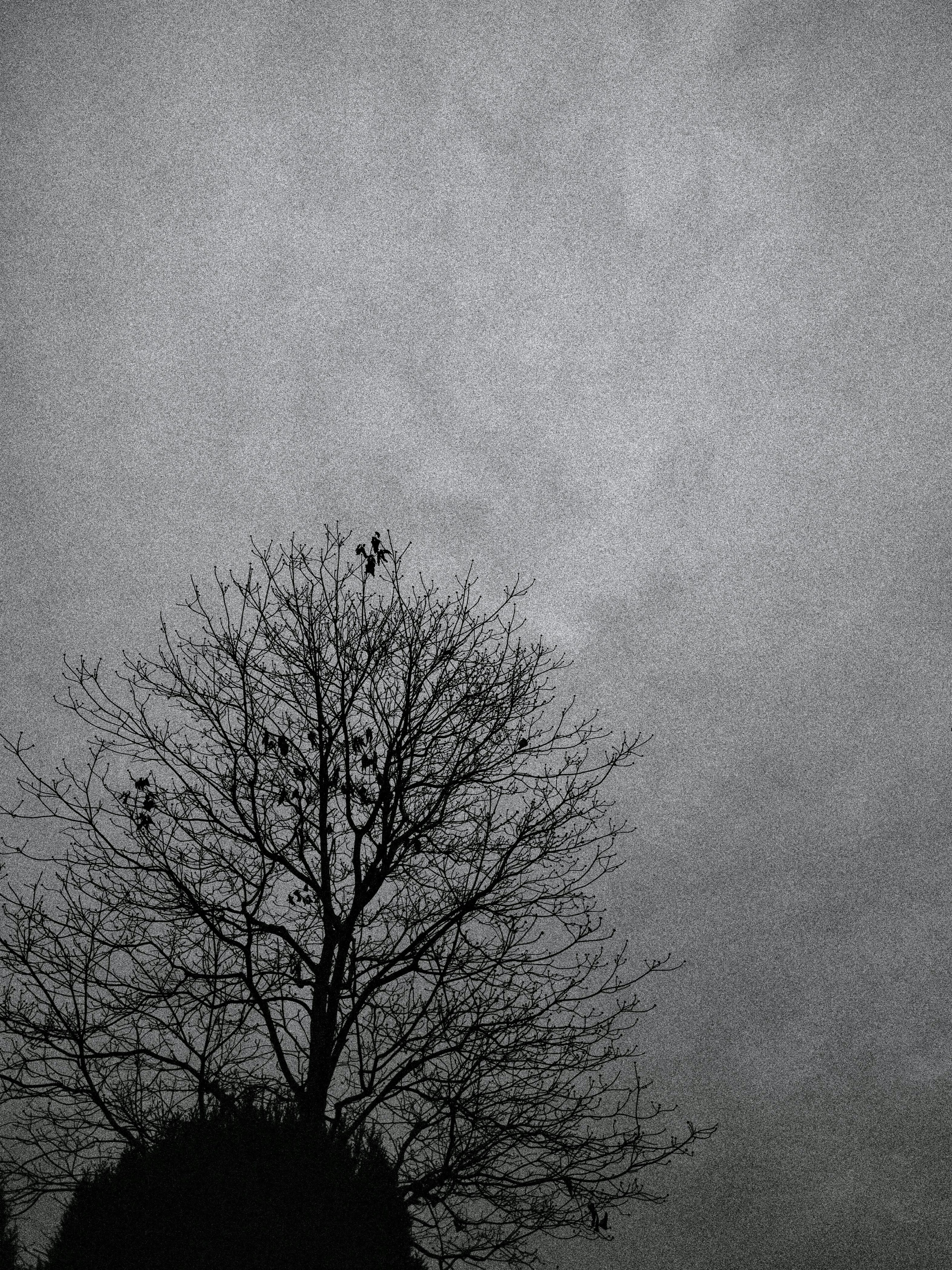 Silhouette di un albero spoglio contro un cielo monocromatico