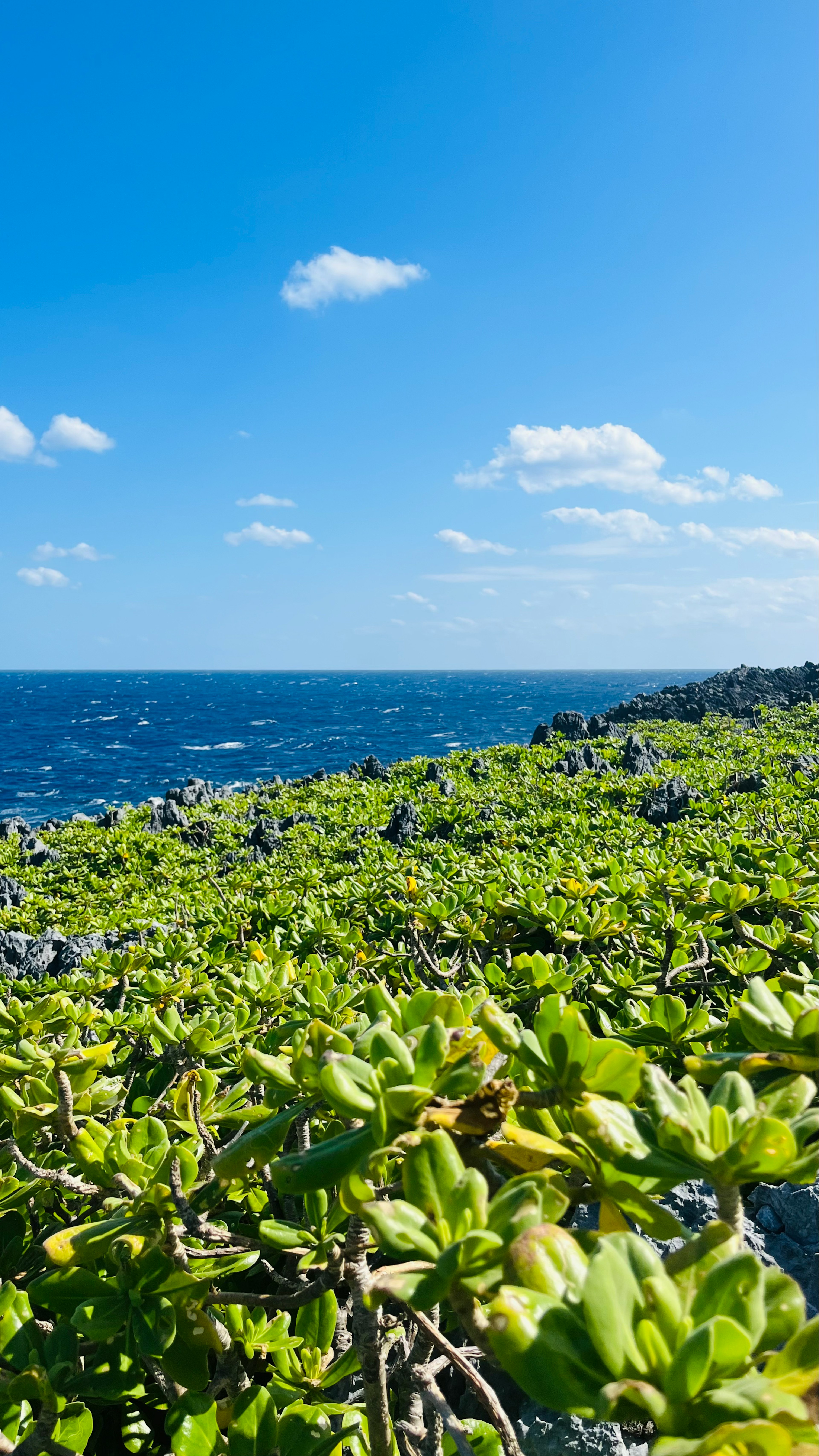 Scenic view of green vegetation against a blue ocean