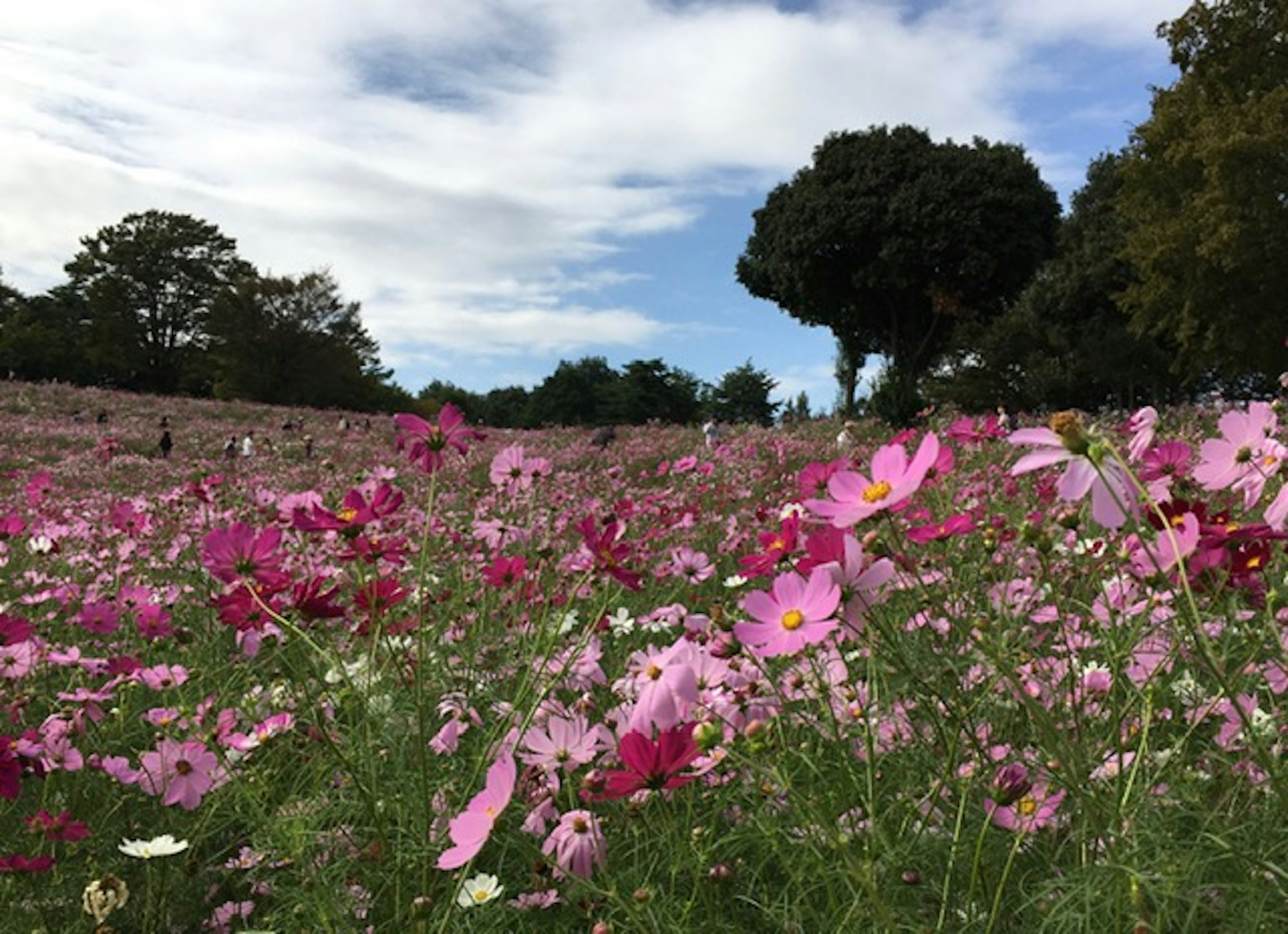 色とりどりのコスモスの花が咲き誇る風景と青空