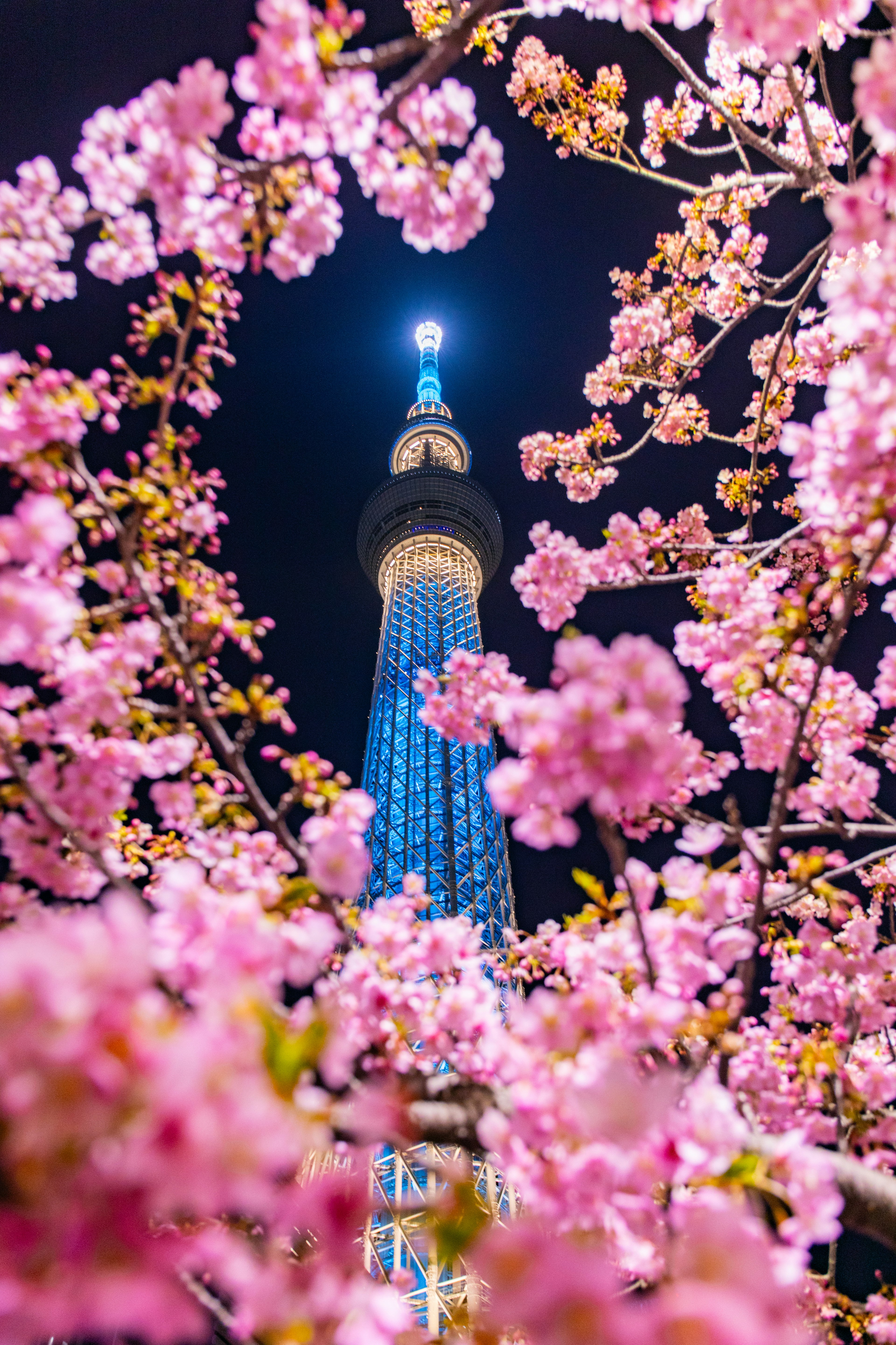 夜桜に囲まれた東京スカイツリーの美しい光景