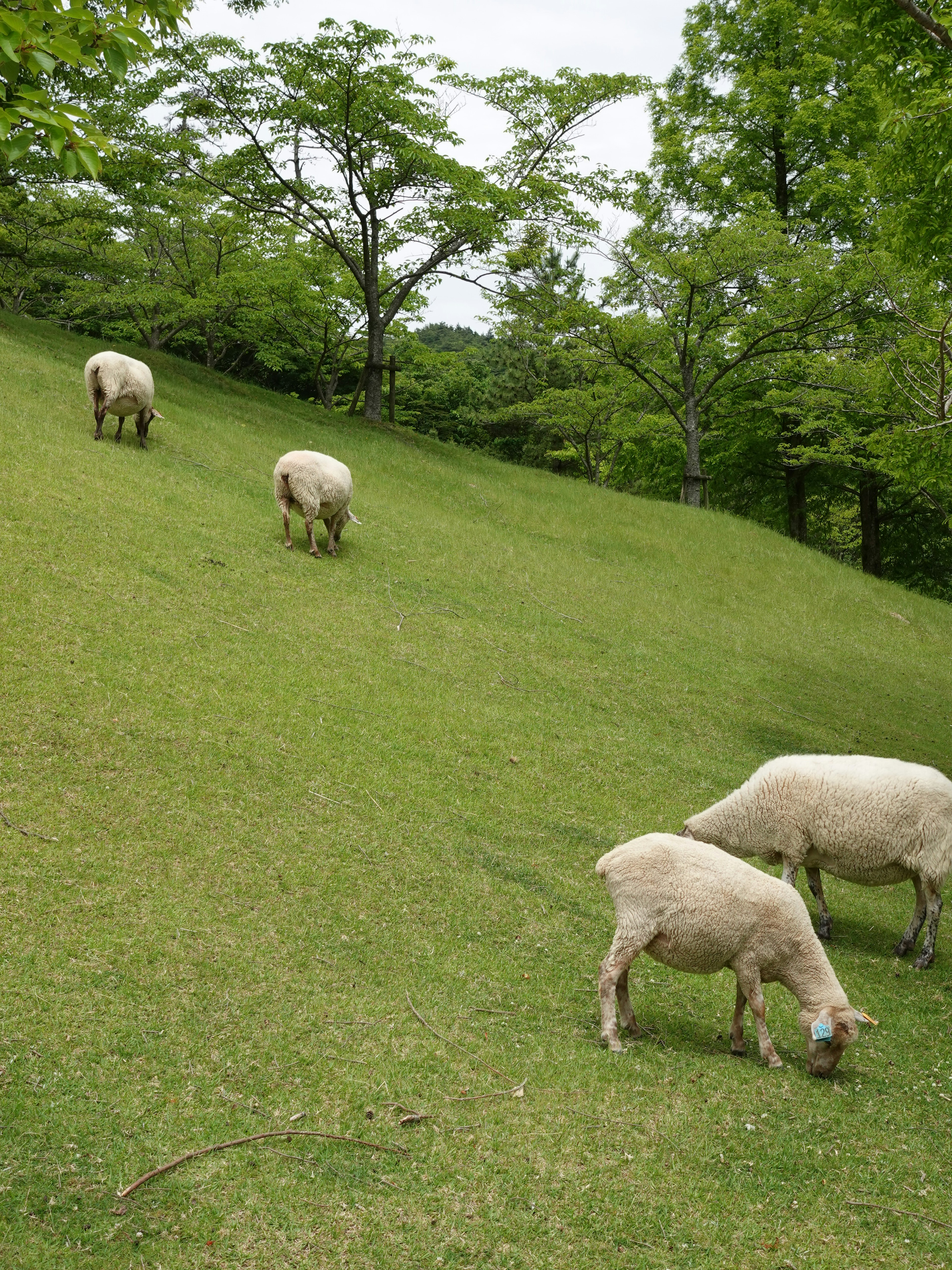 Schafe grasen auf grünem Gras in einer hügeligen Landschaft