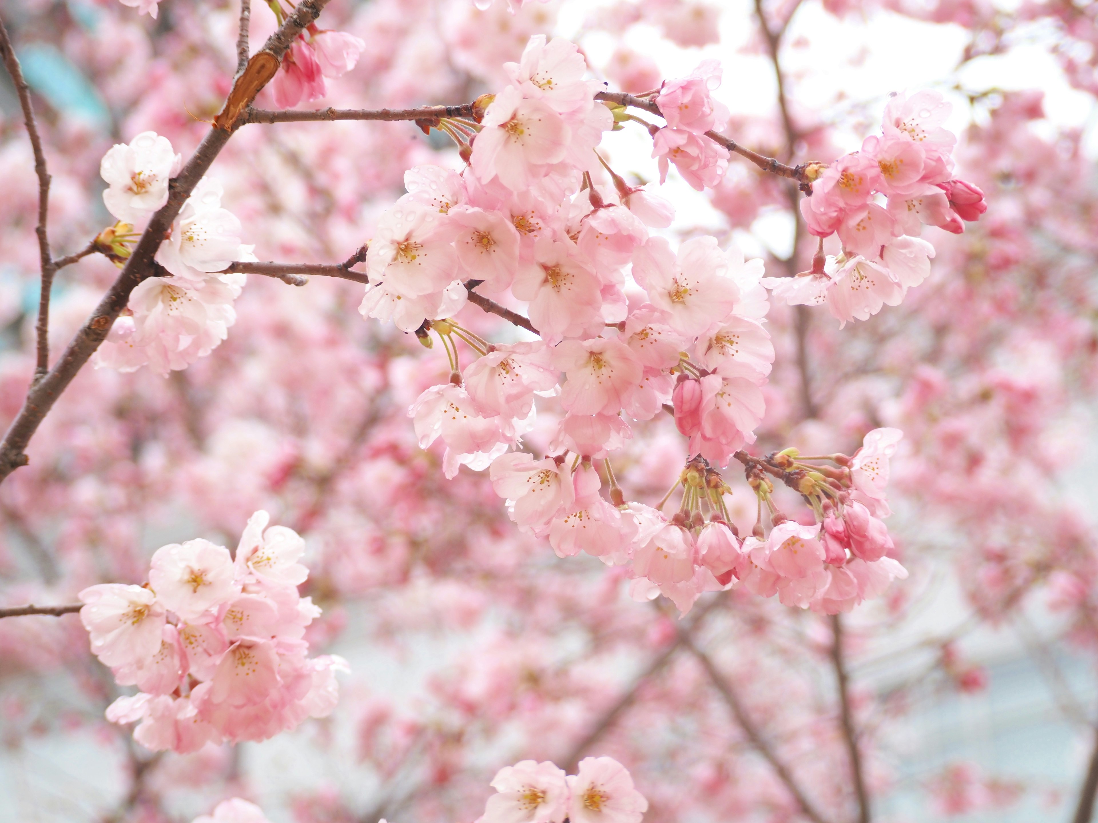 Kedekatan cabang bunga sakura dengan bunga pink halus dan latar belakang cerah