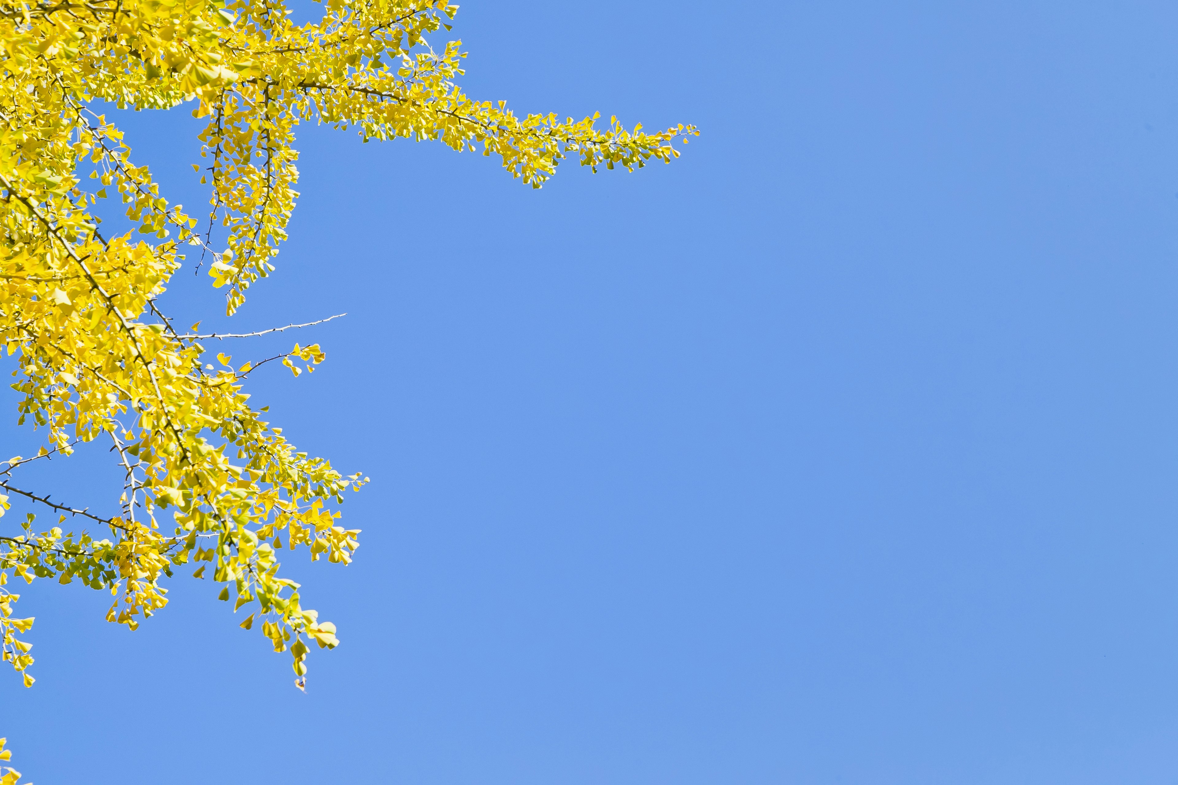 Äste eines Baumes mit gelben Blättern vor einem klaren blauen Himmel