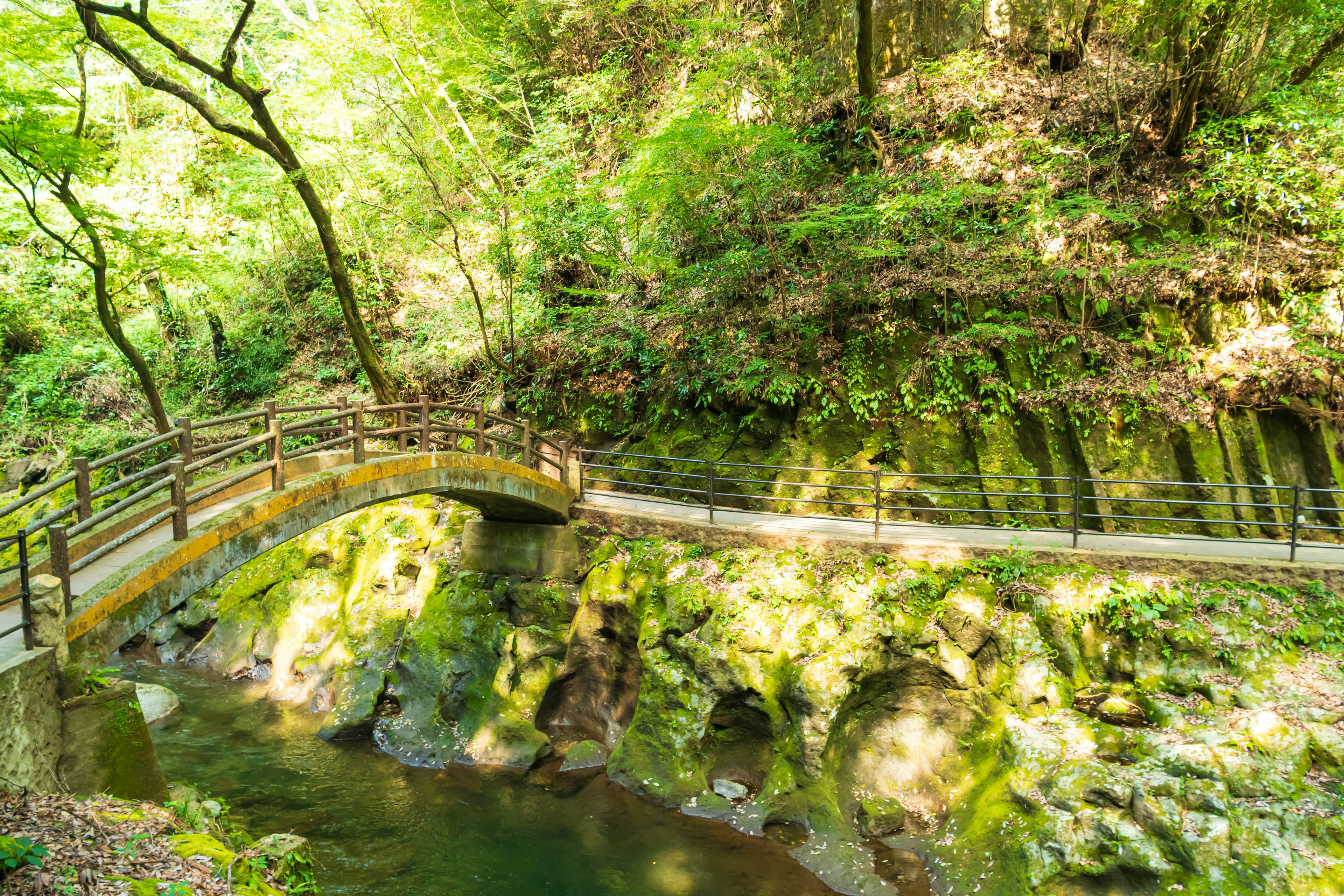 Holzbrücke über einen ruhigen Bach in einem üppigen Wald