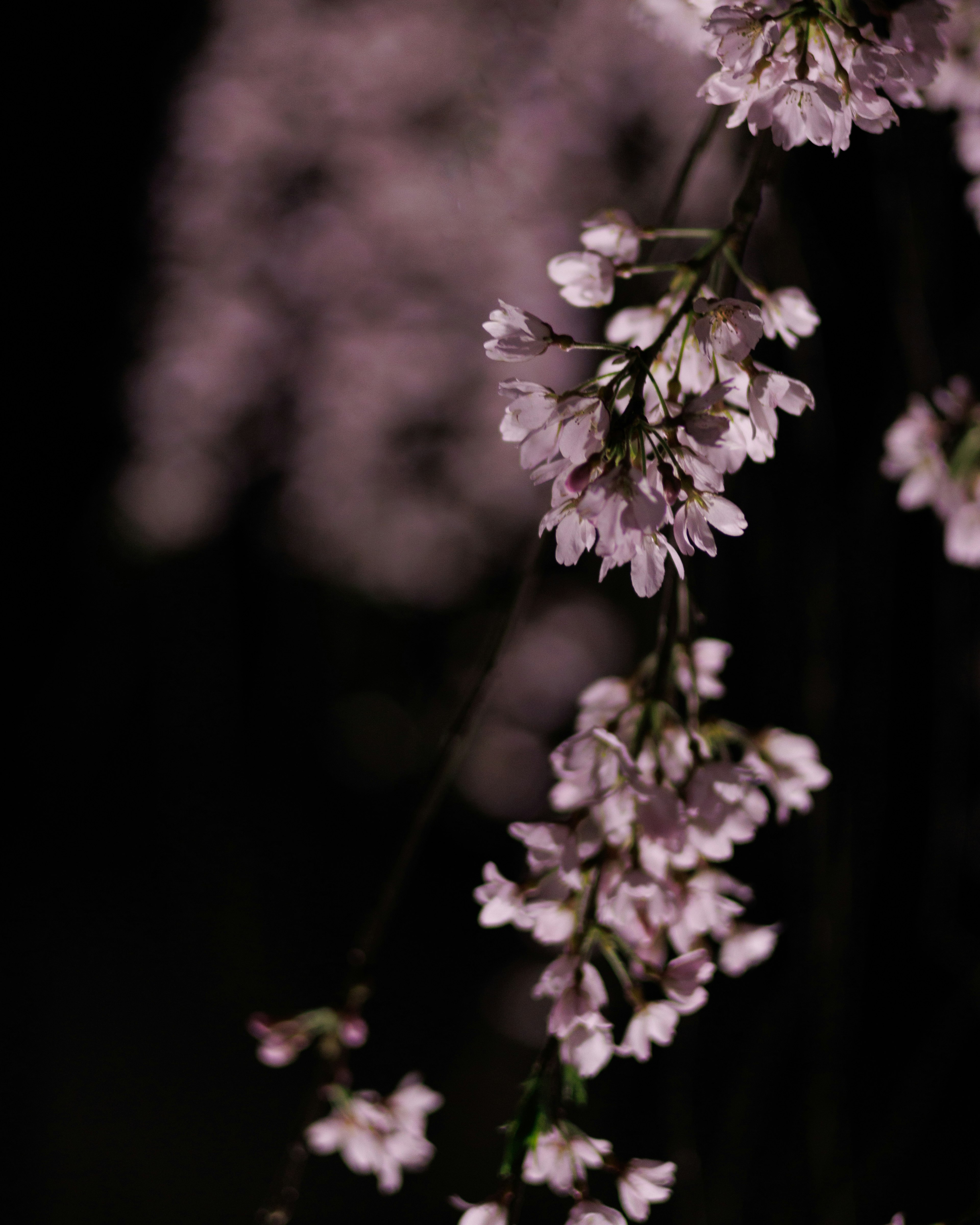 薄いピンクの桜の花が黒い背景に垂れ下がっている