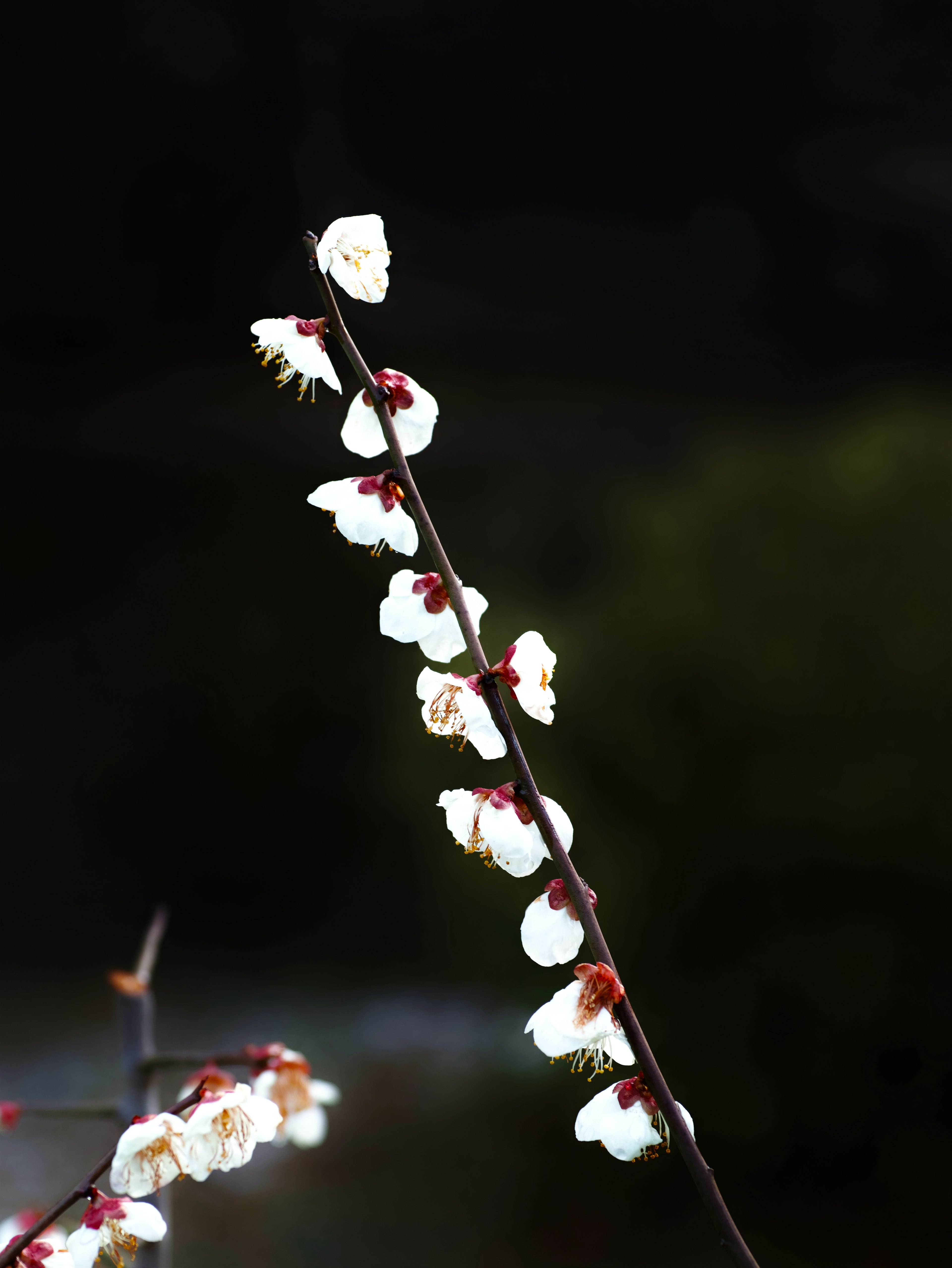 Una rama con flores blancas contra un fondo oscuro