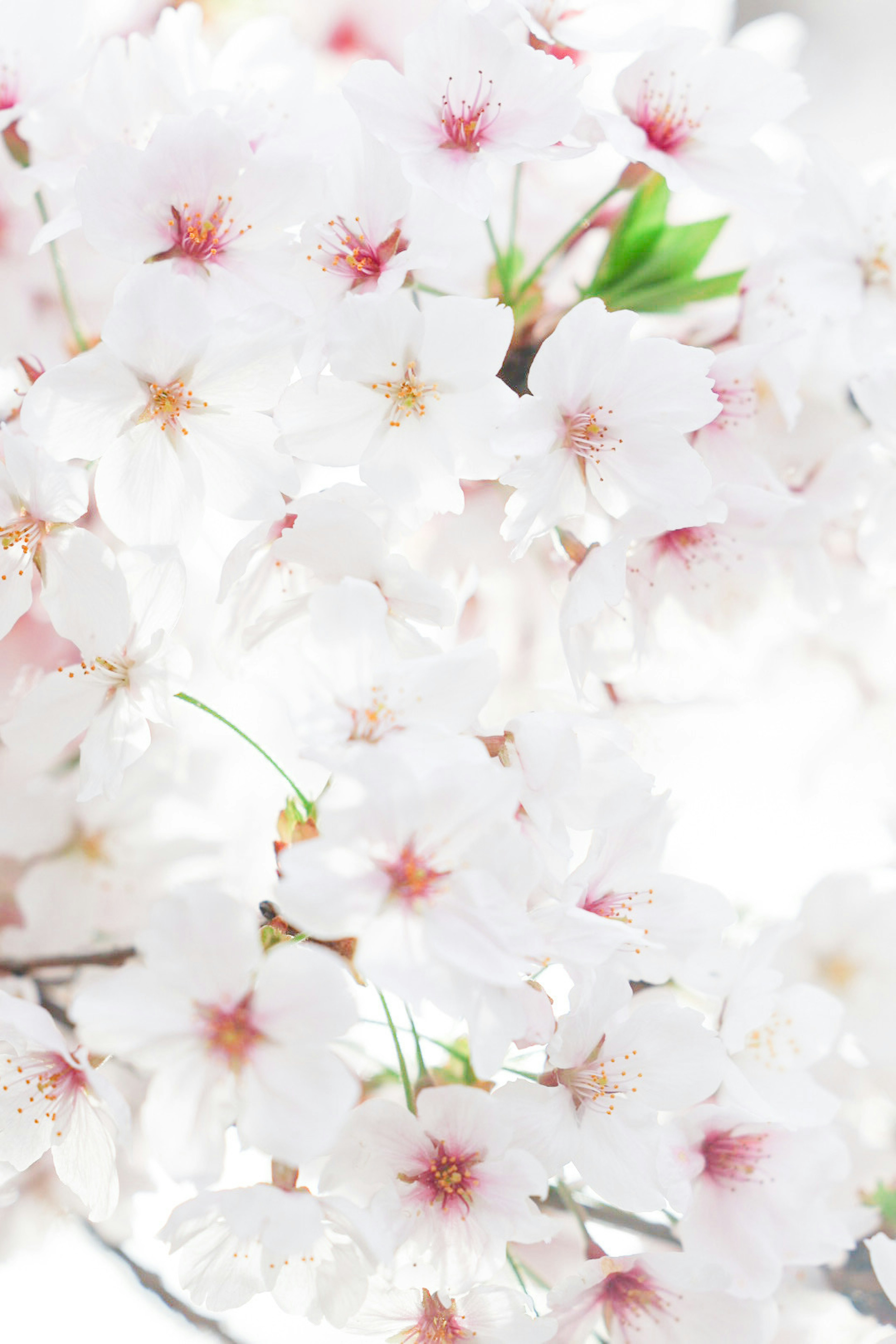 桜の花が咲いている様子 白い花びらに淡いピンクの中心 新緑の葉も見える