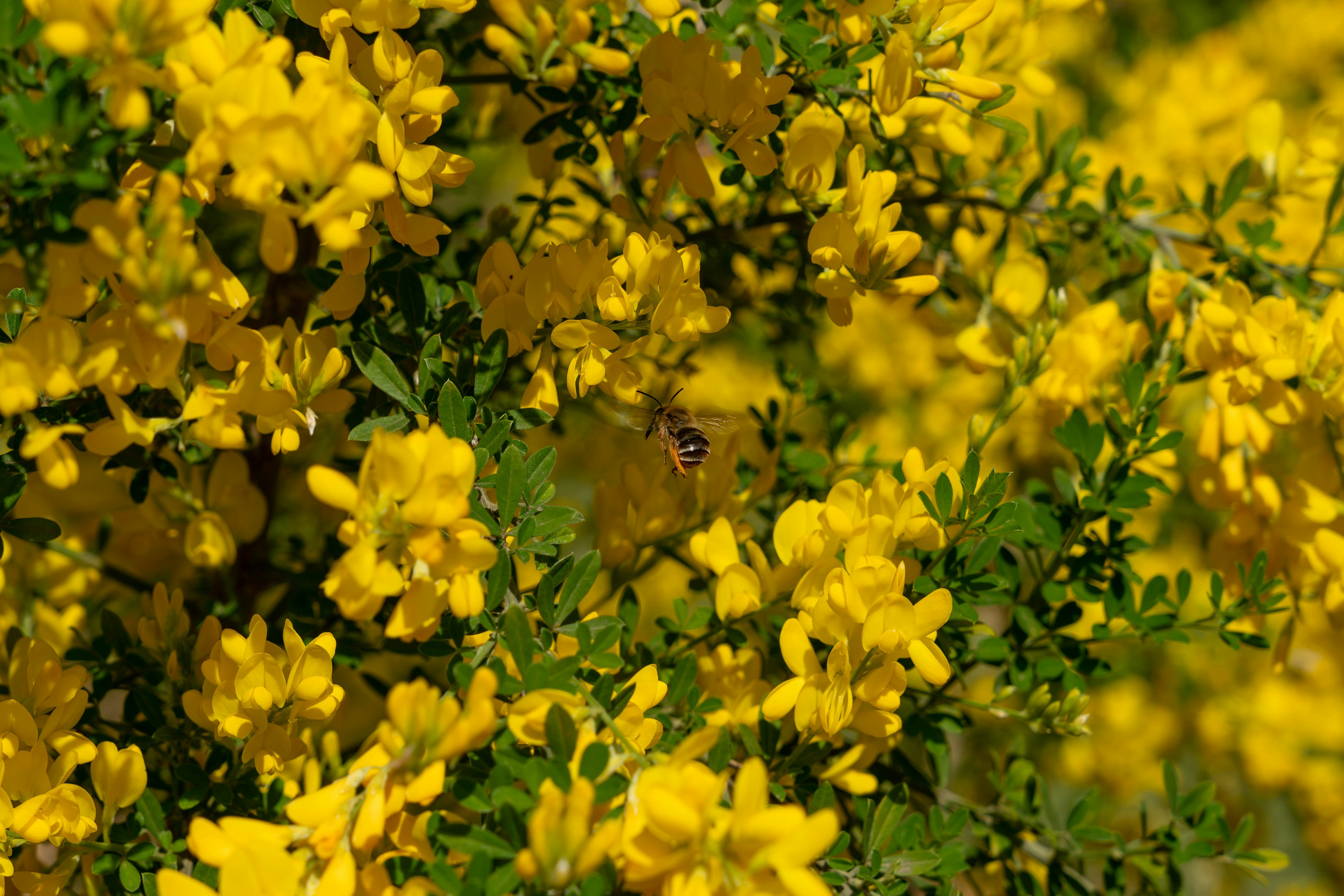 Close-up of vibrant yellow flowers on a bush