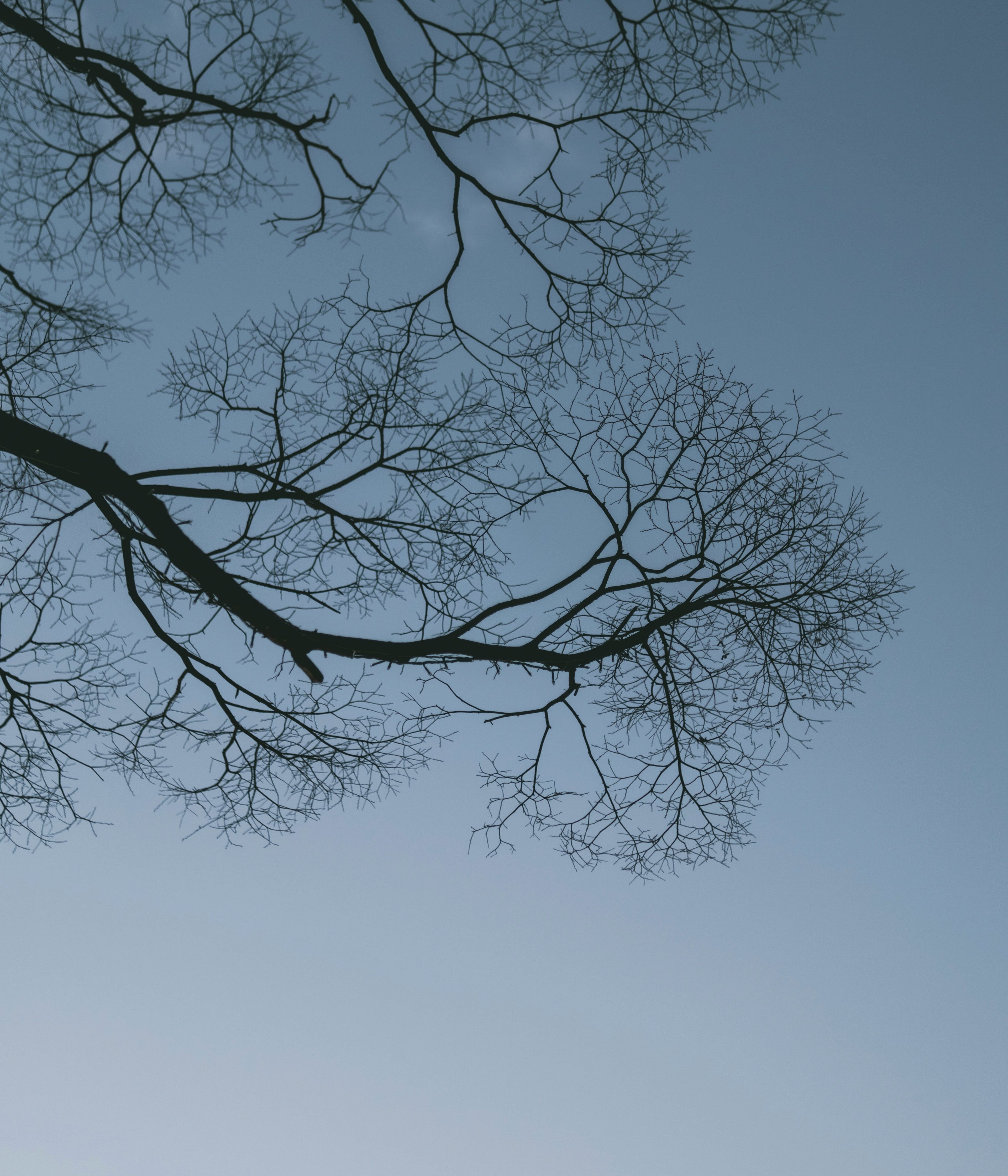 Silueta de ramas delgadas de un árbol que se extienden hacia el cielo azul