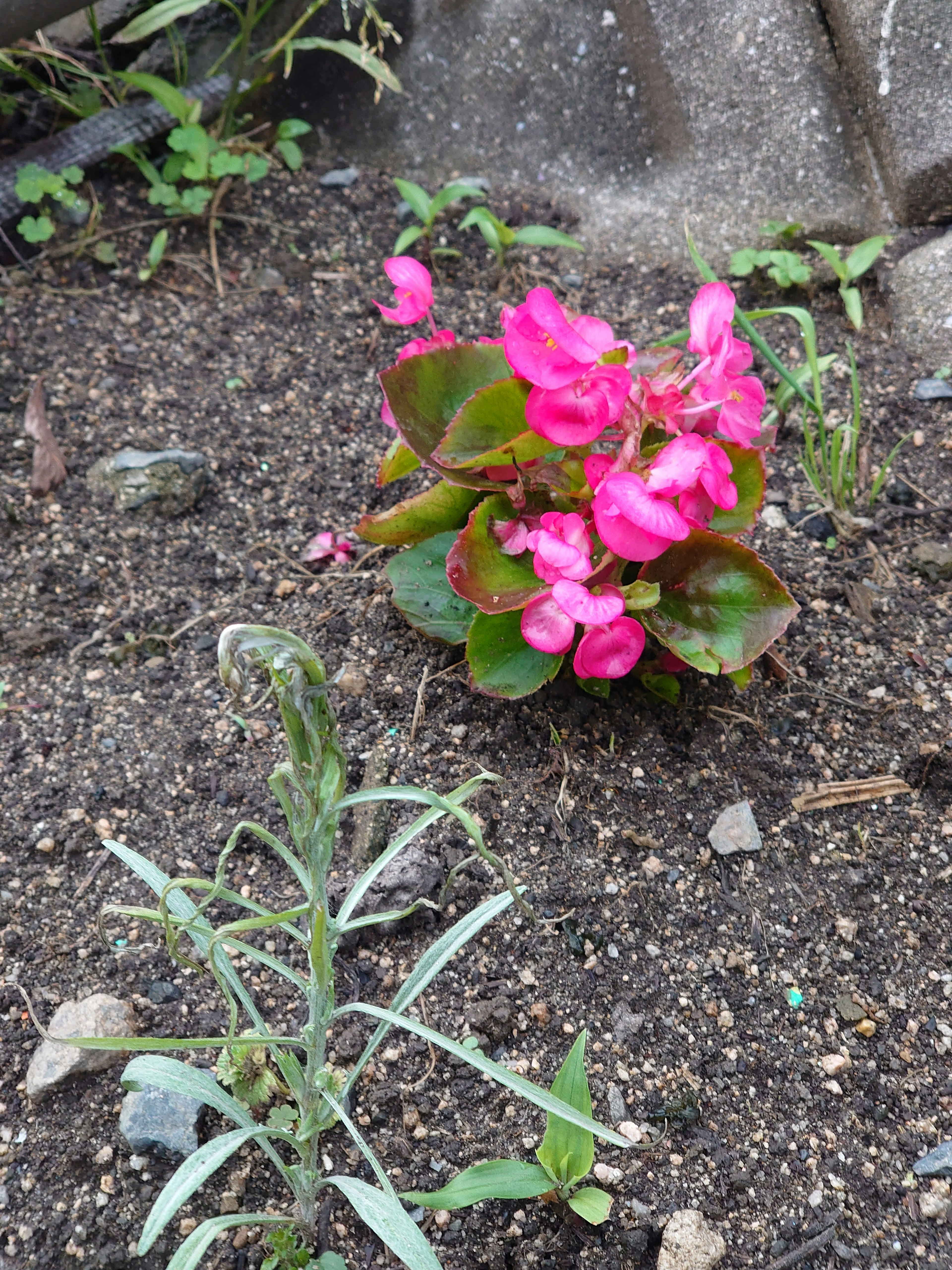 鮮やかなピンクの花を持つベゴニアの植物とその周りの土