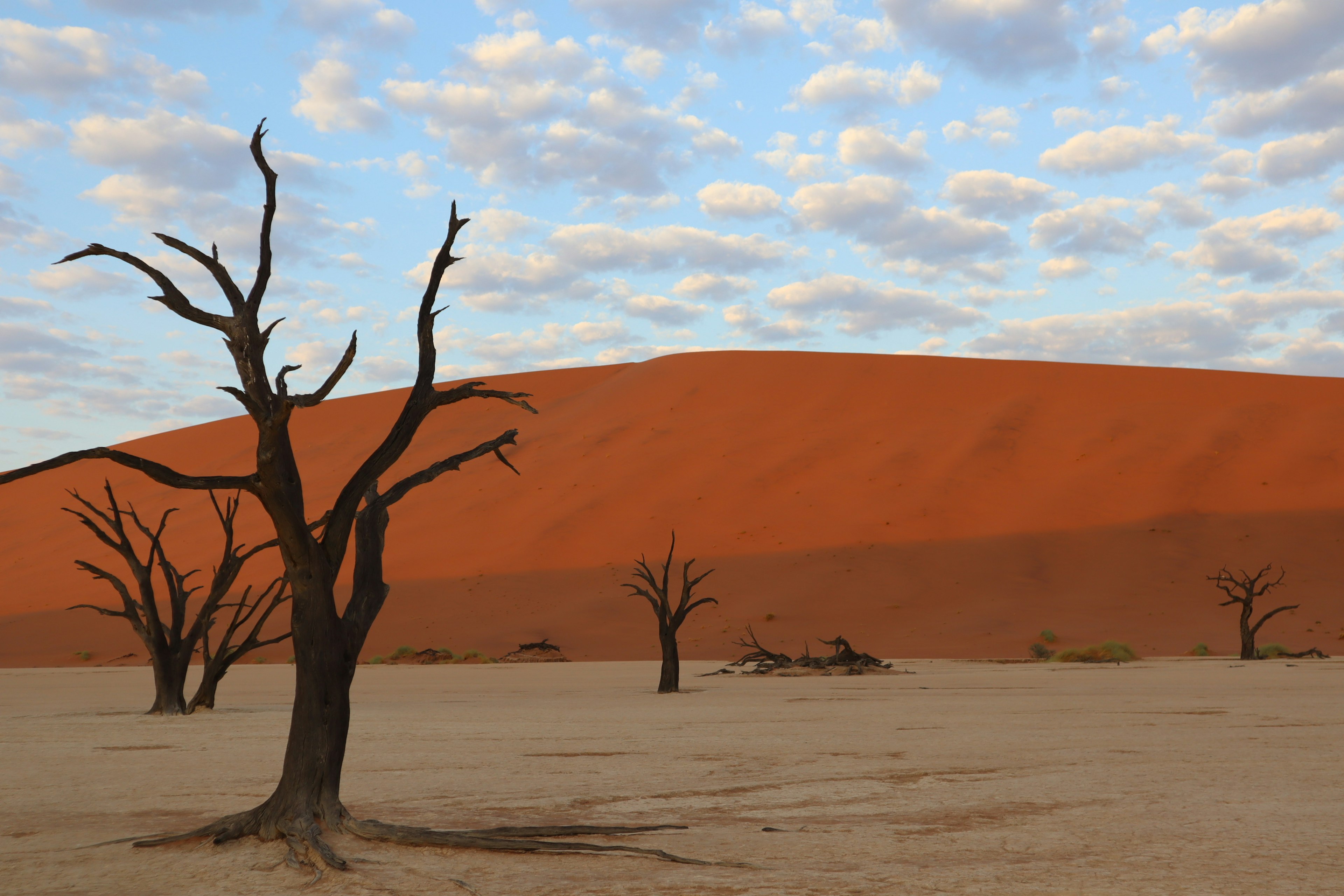 Landscape featuring red sand dunes and barren trees