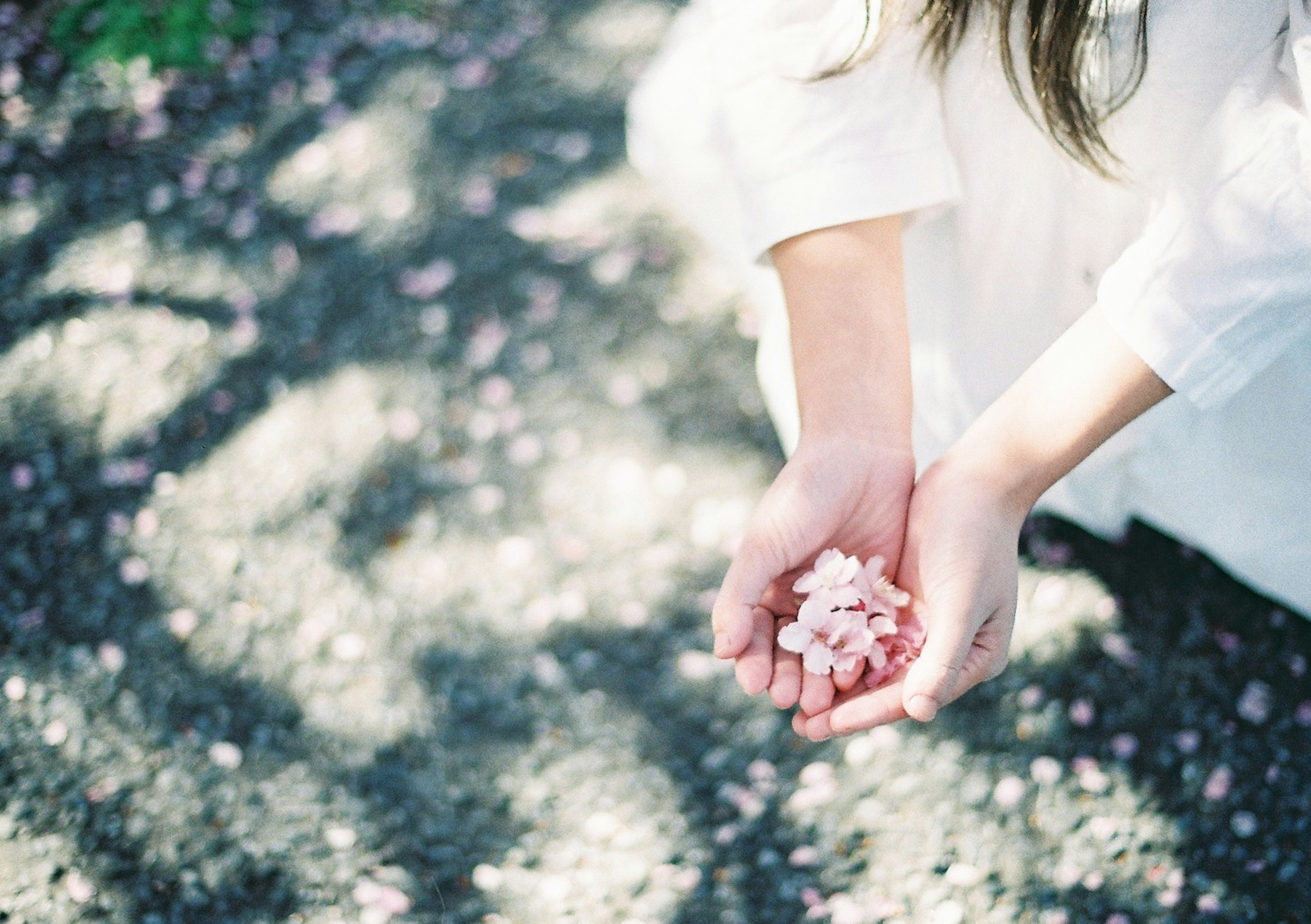 白いドレスを着た女性が手に桜の花びらを持っている