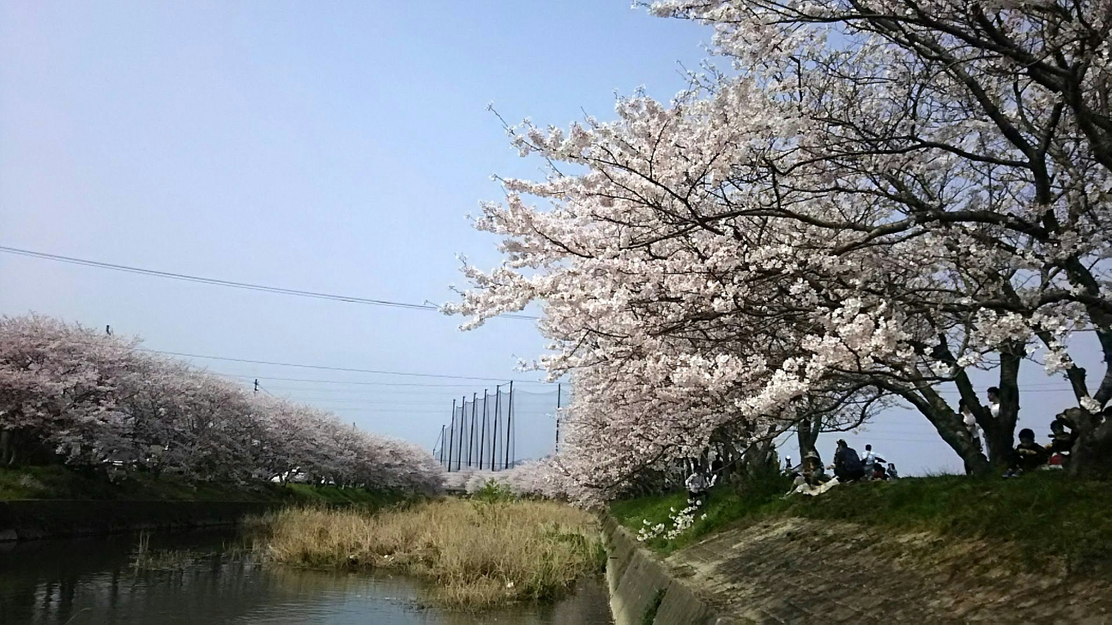 桜の木が咲いている川沿いの風景