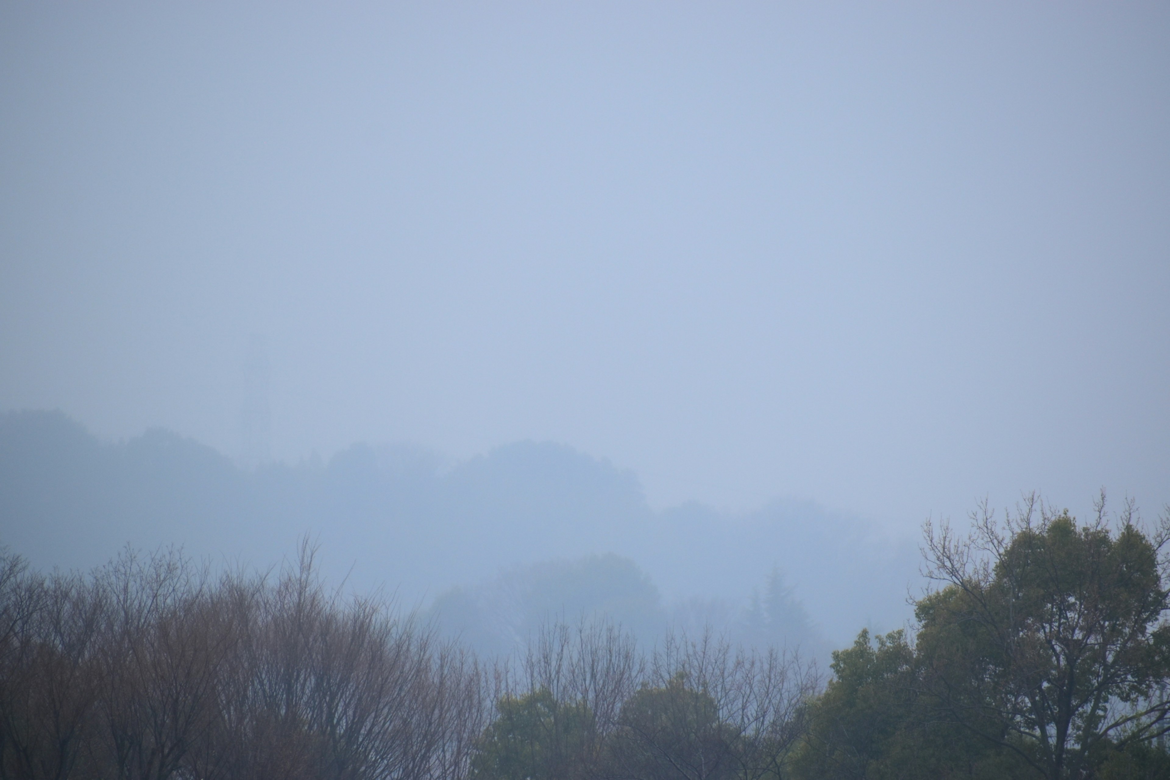 Paysage brumeux avec des arbres flous à l'arrière-plan