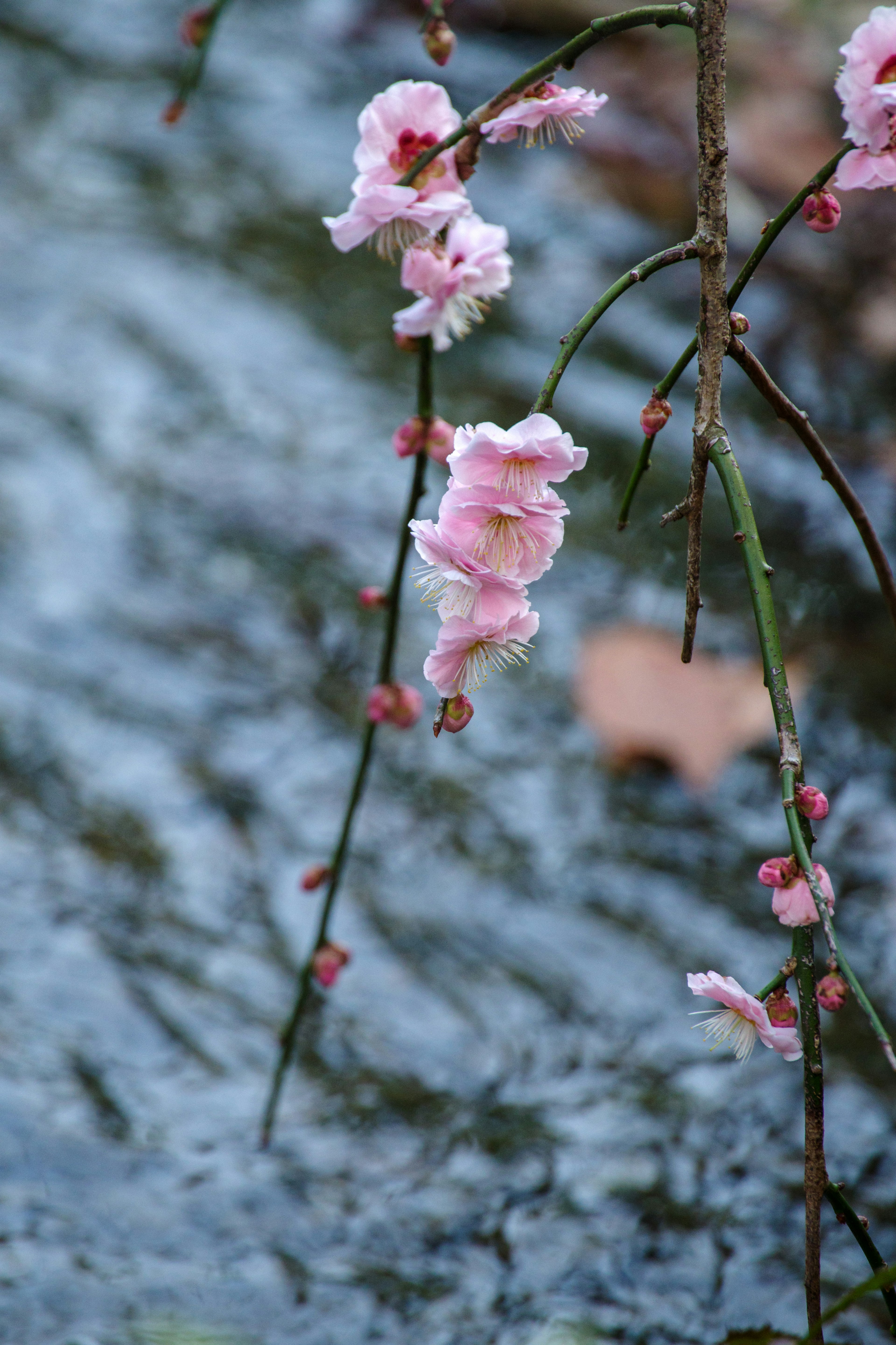 水面上倒映著柔和粉色花瓣的桃花枝