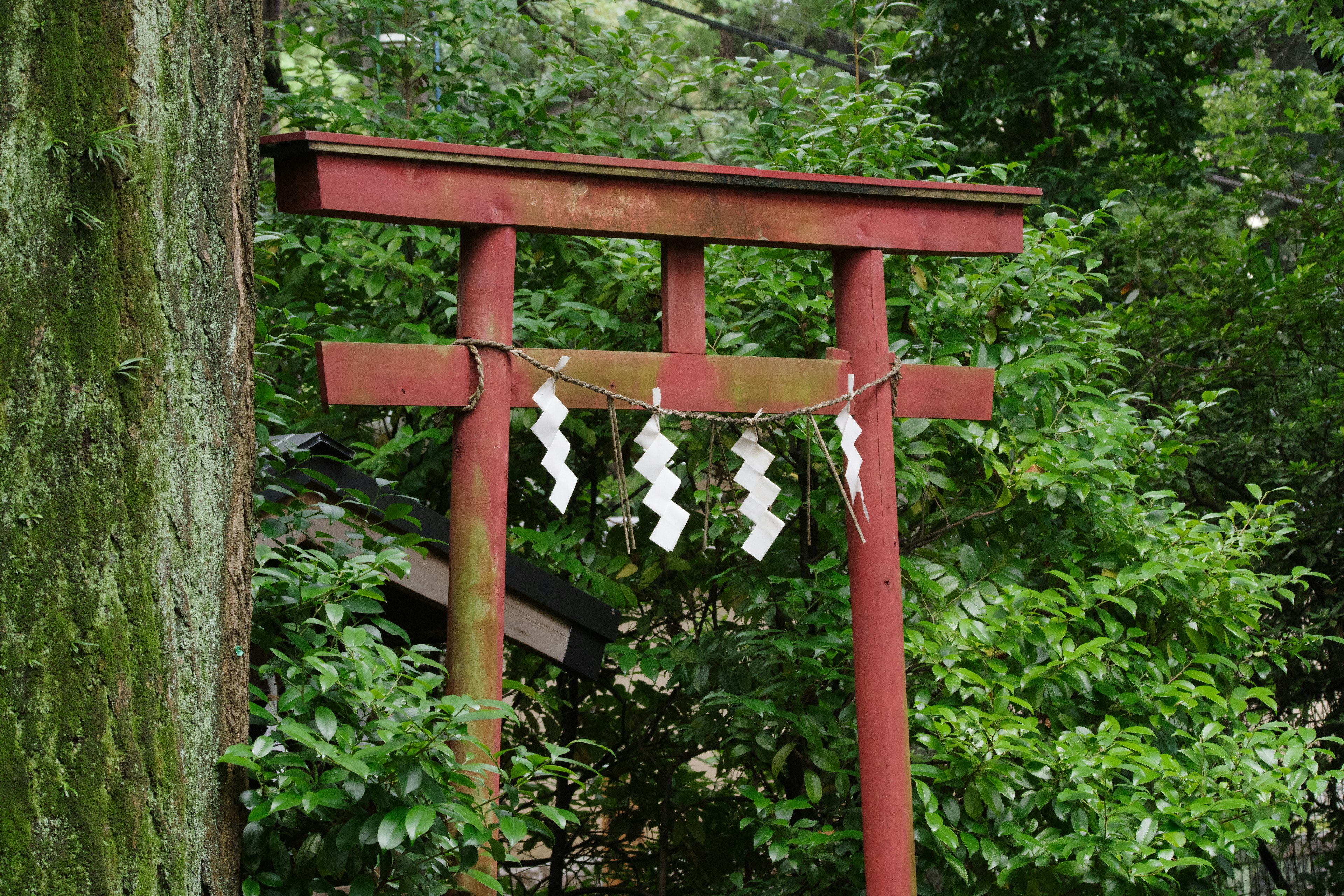 Portale torii rosso adornato con shimenawa bianco all'ingresso di un santuario