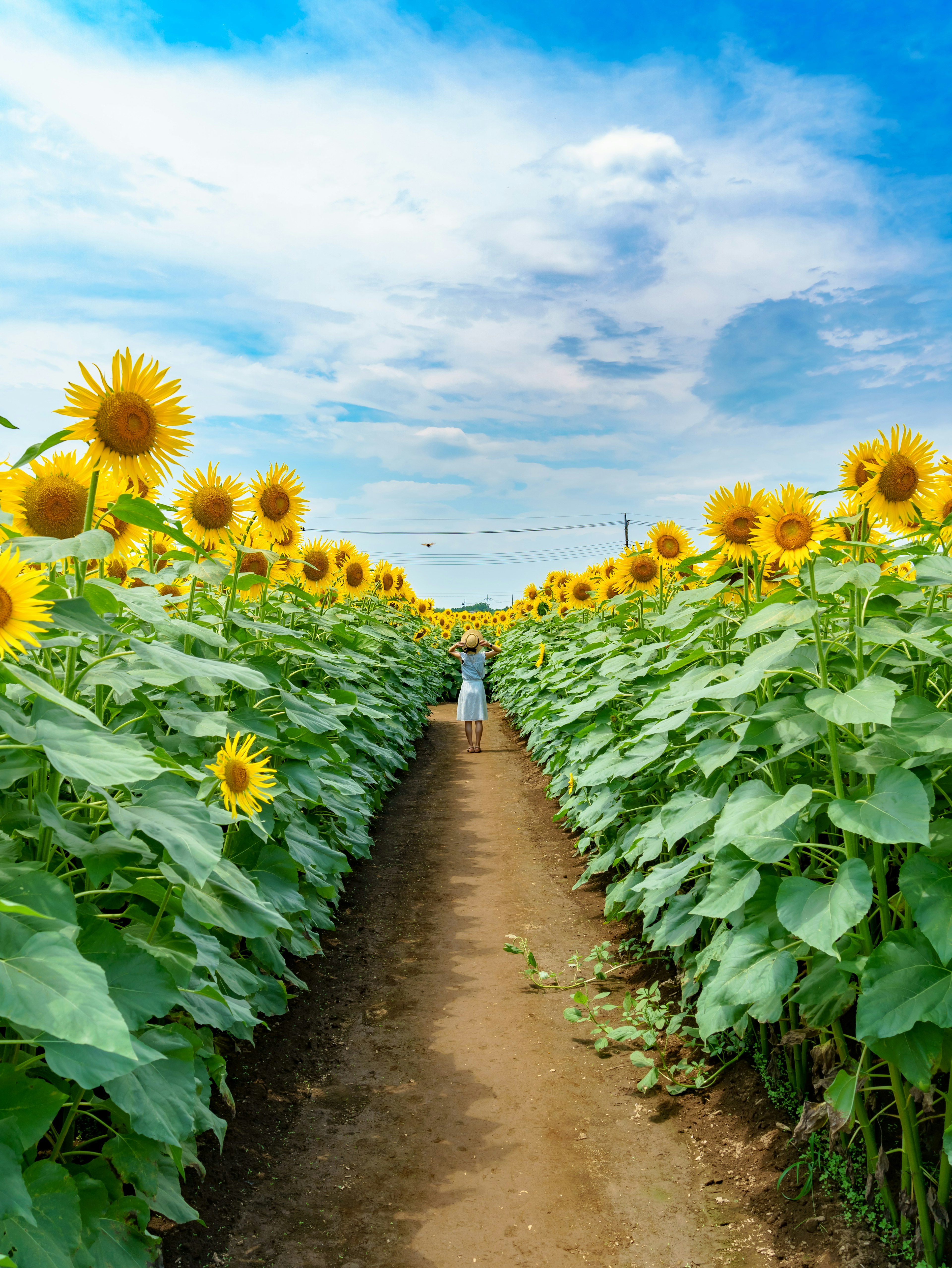 Una persona caminando por un campo de girasoles bajo un cielo azul con nubes