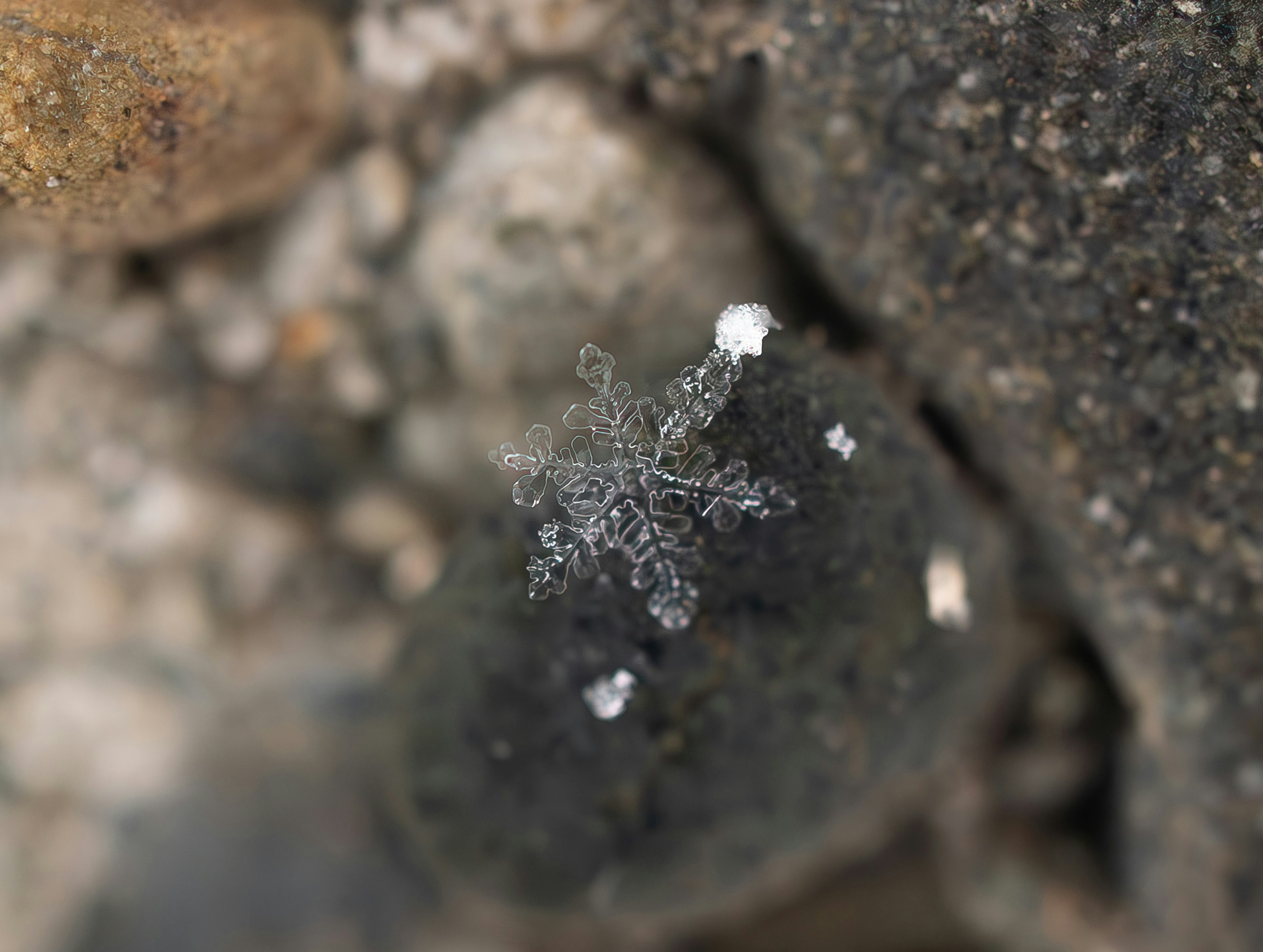 一個雪花 resting 在黑色石頭上，背景模糊